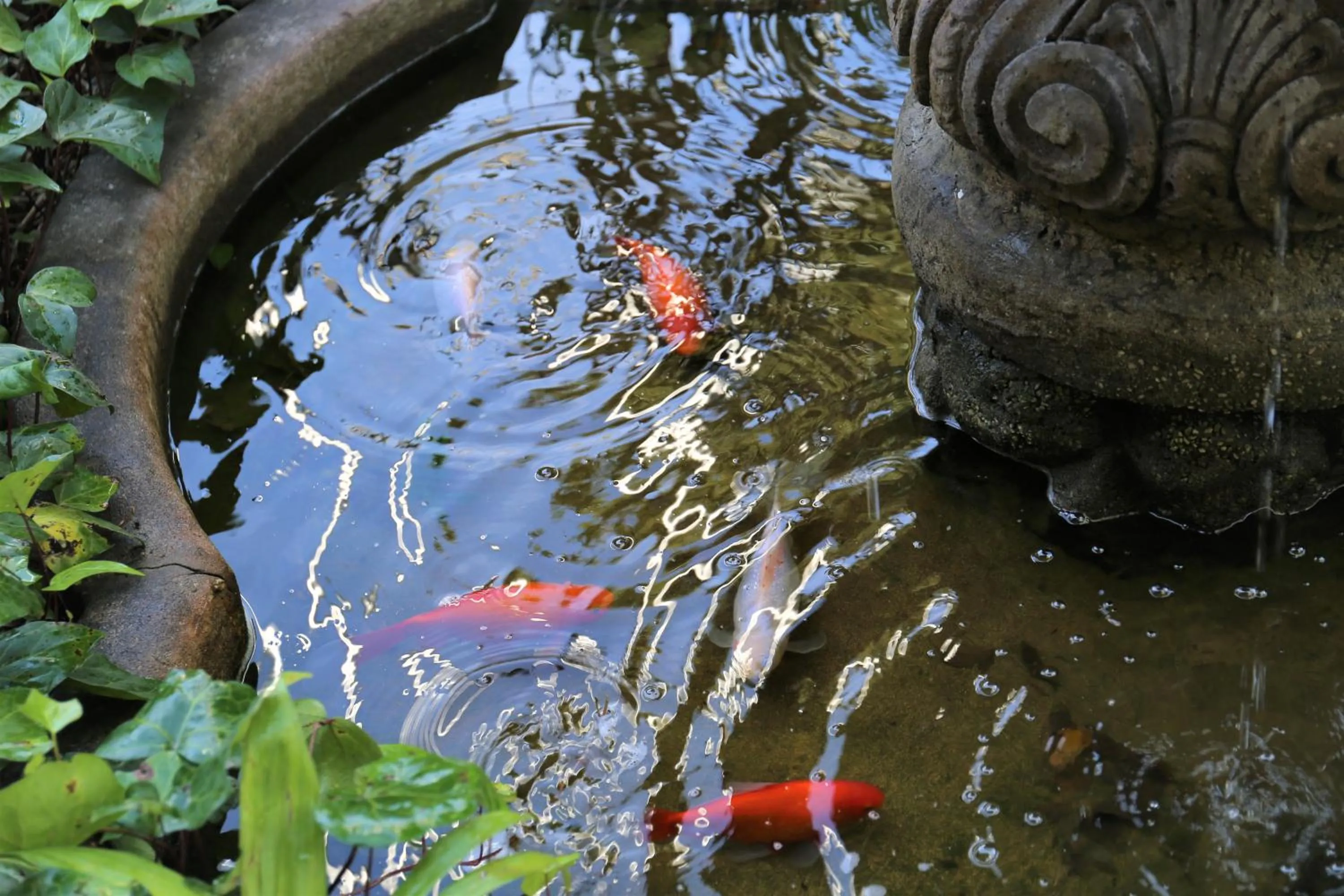 Animals, Other Animals in Manor House Boutique Hotel