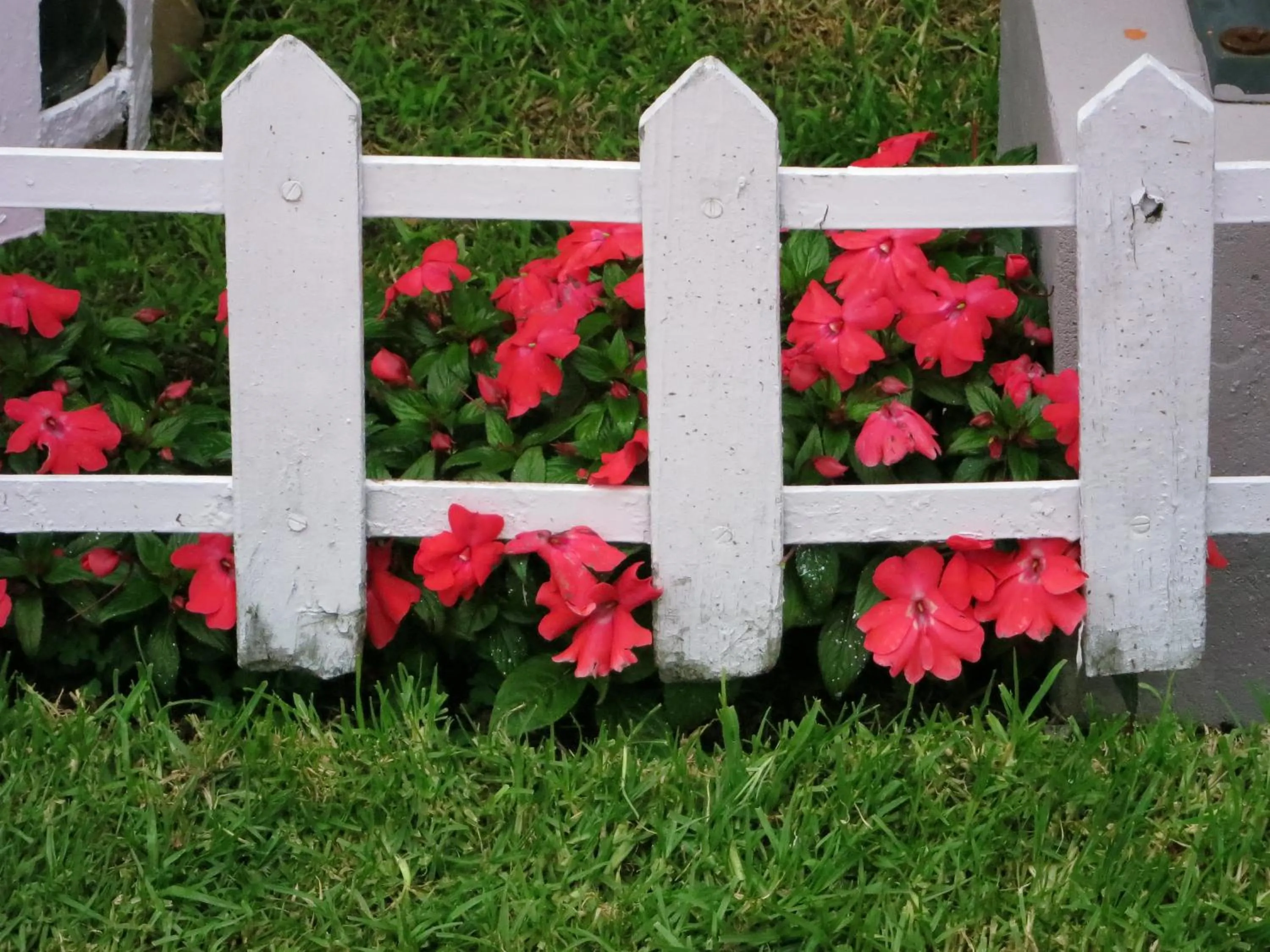 Garden in JC Residency