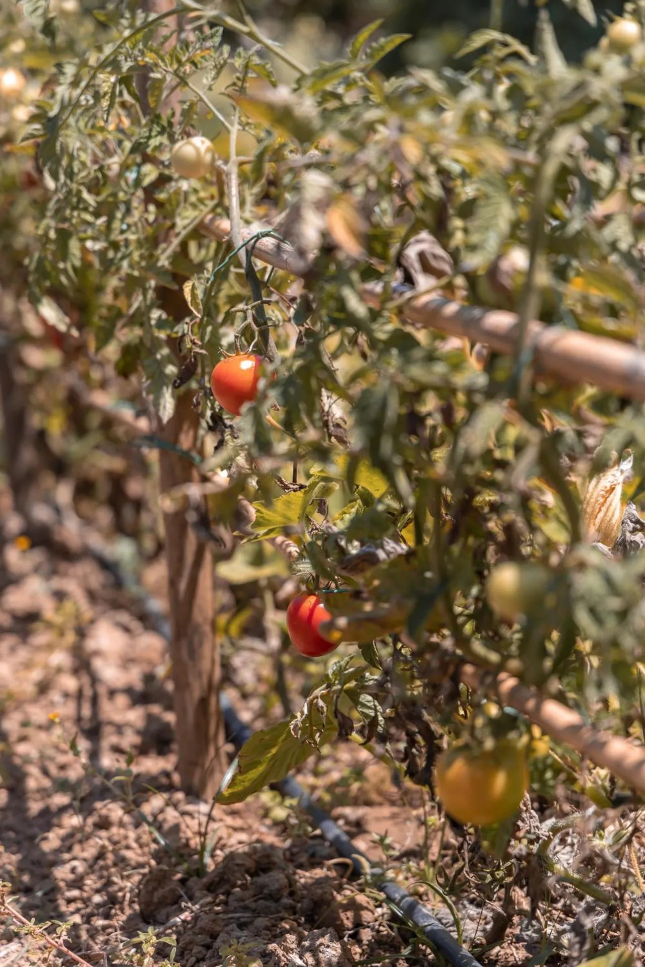 Garden in Galo Preto - Sintra Guesthouse