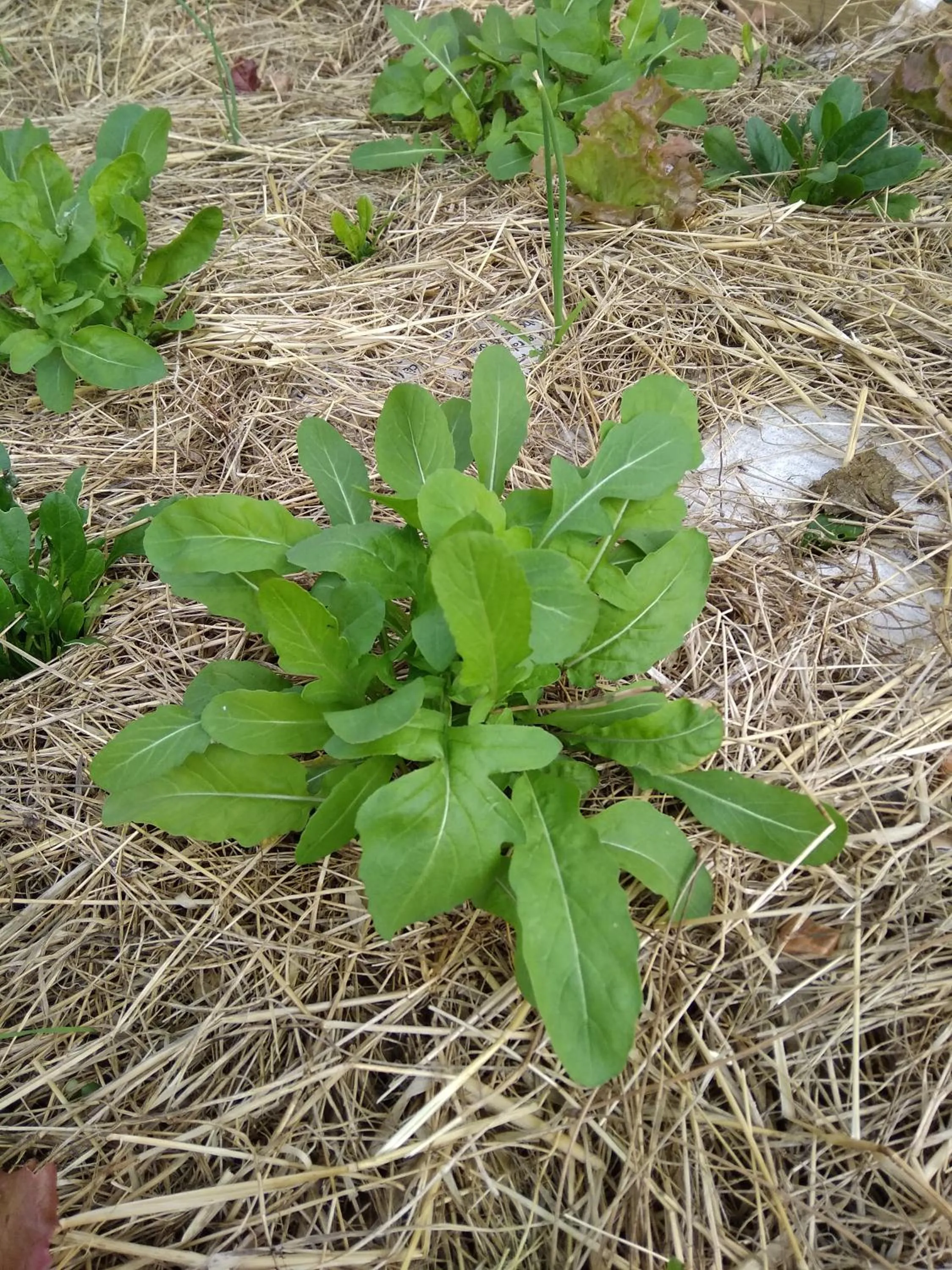 Floor plan in Galo Preto - Sintra Guesthouse