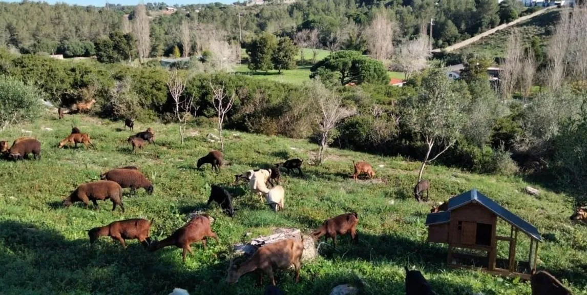 Galo Preto - Sintra Guesthouse