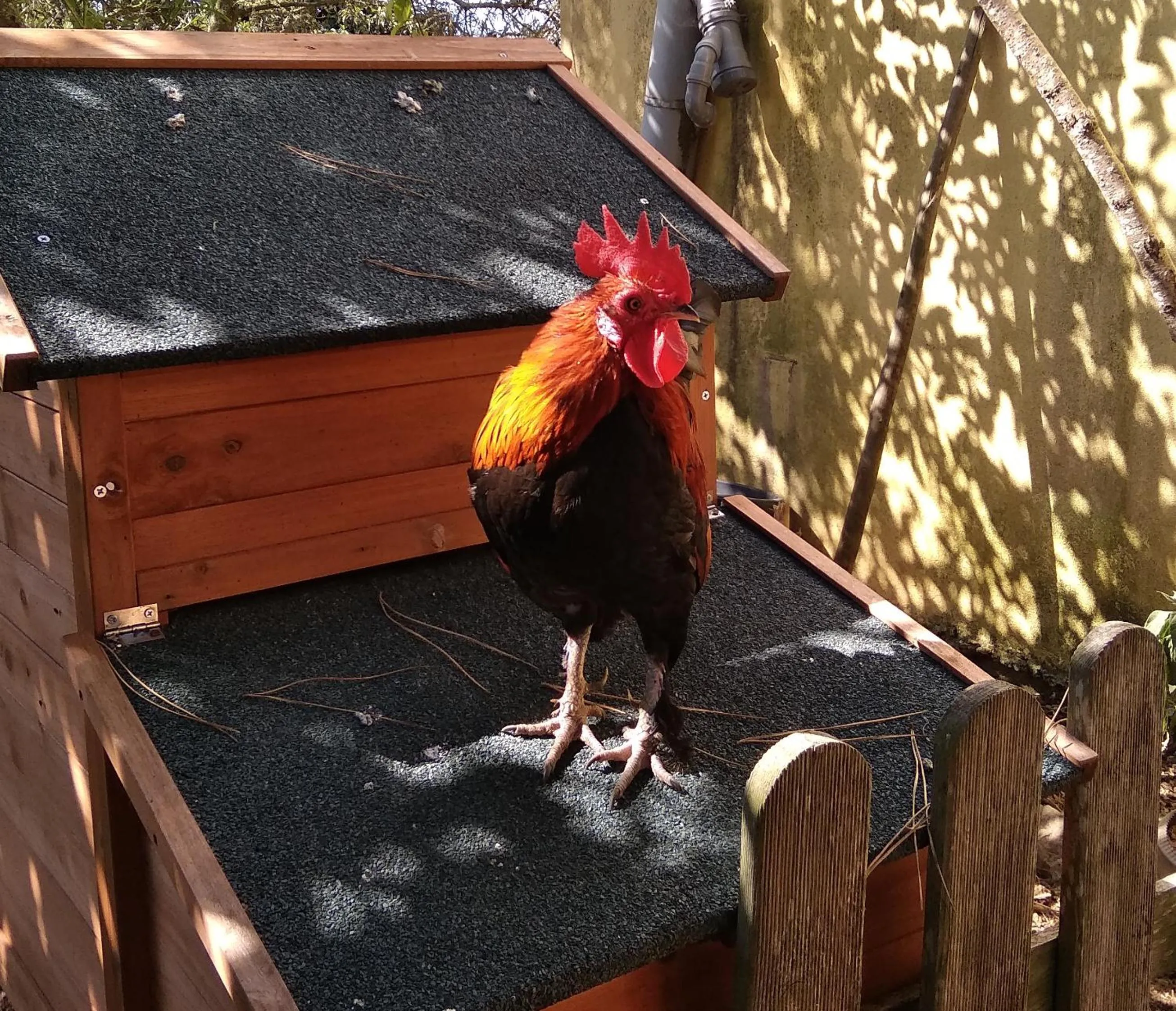 Galo Preto - Sintra Guesthouse