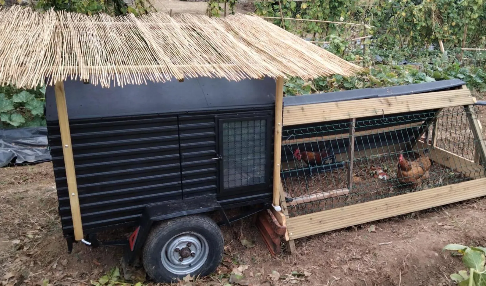 Animals in Galo Preto - Sintra Guesthouse
