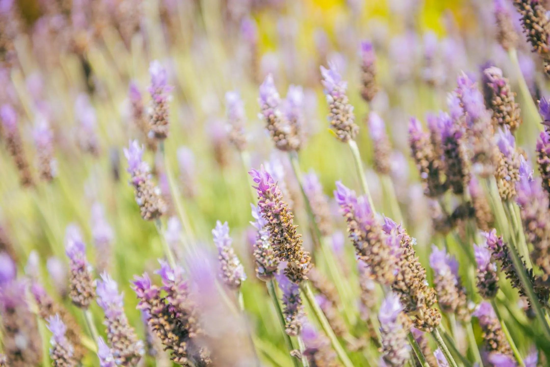 Garden in Hotel Duc de Vendôme