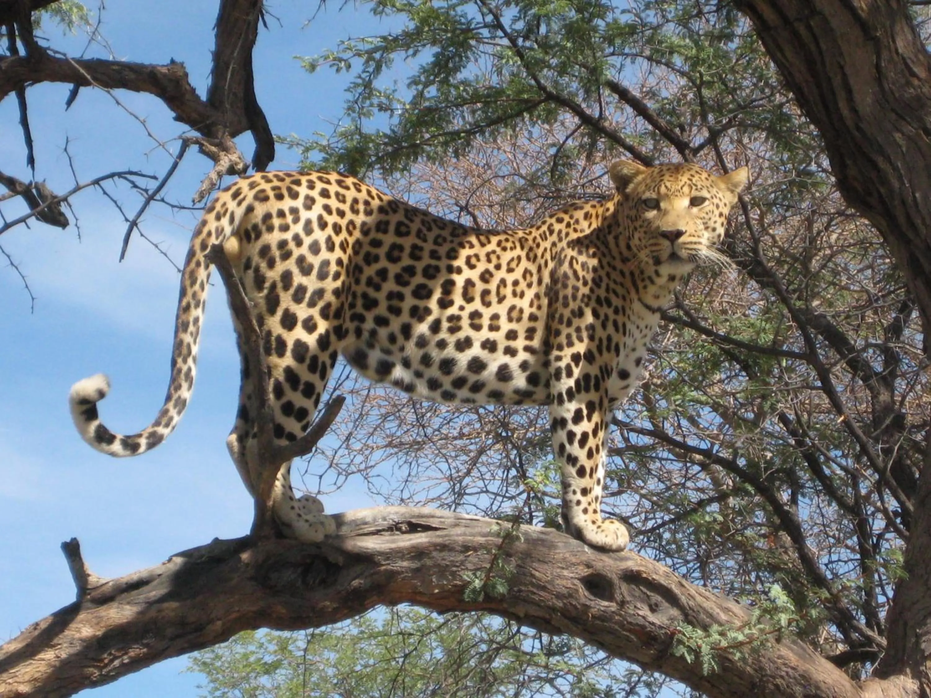 Animals in Düsternbrook Guest Farm