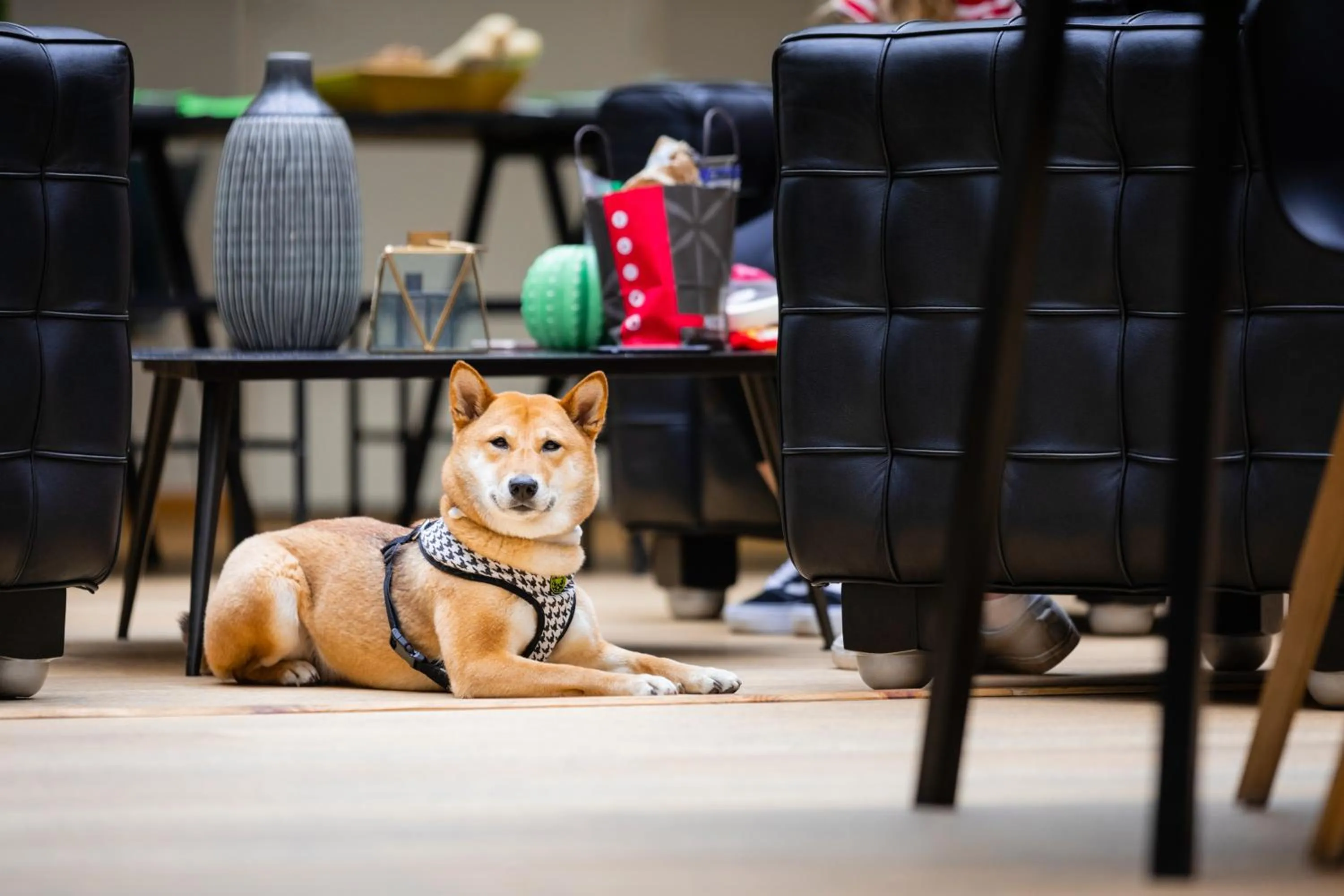 Animals in ibis Styles Calais Centre