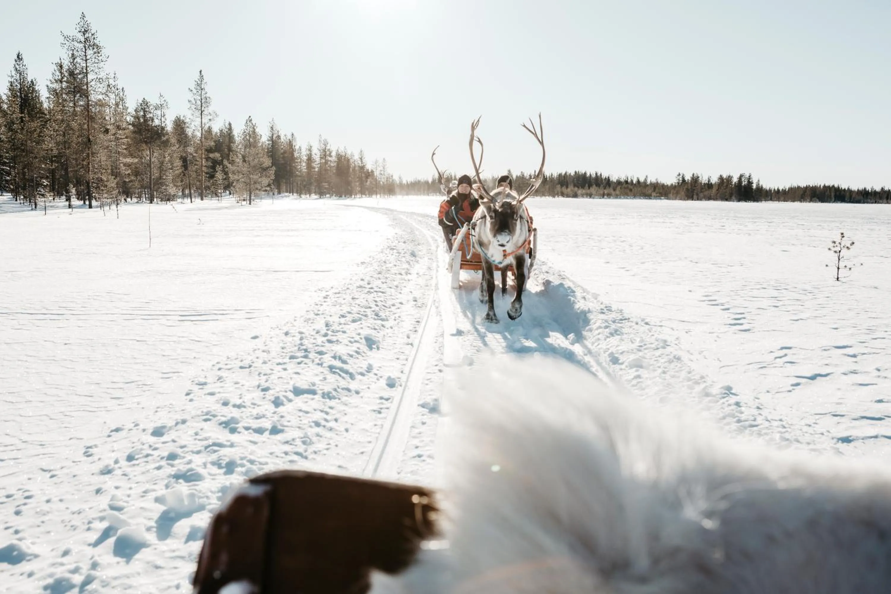 Activities in Lapland Hotels Riekonlinna