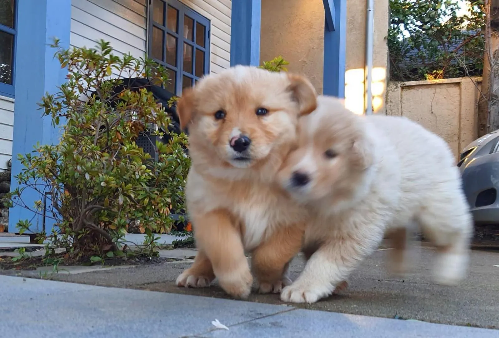 Animals in Hotel Geronimo