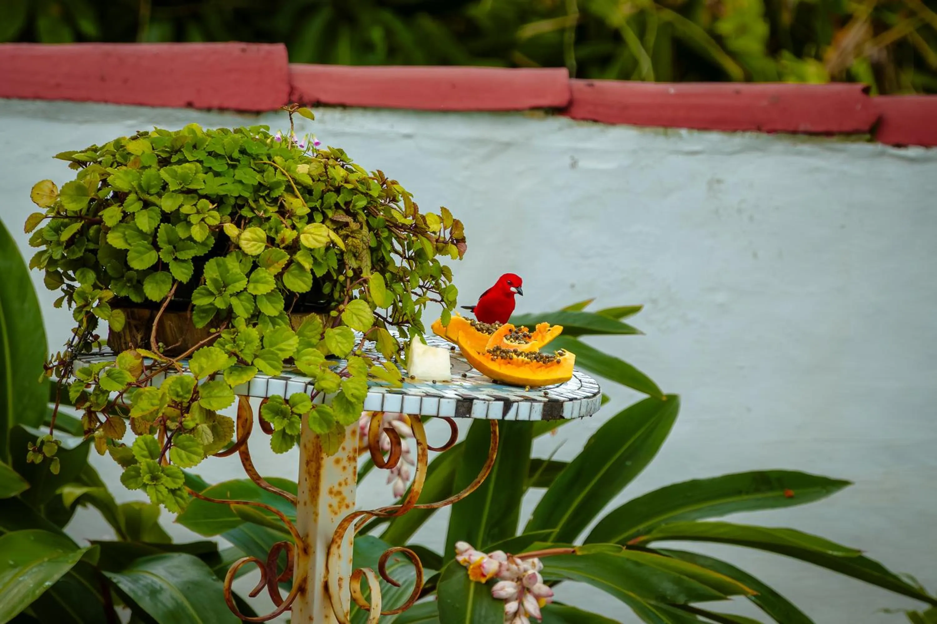 Animals in VELINN Pousada 8 Ilhas