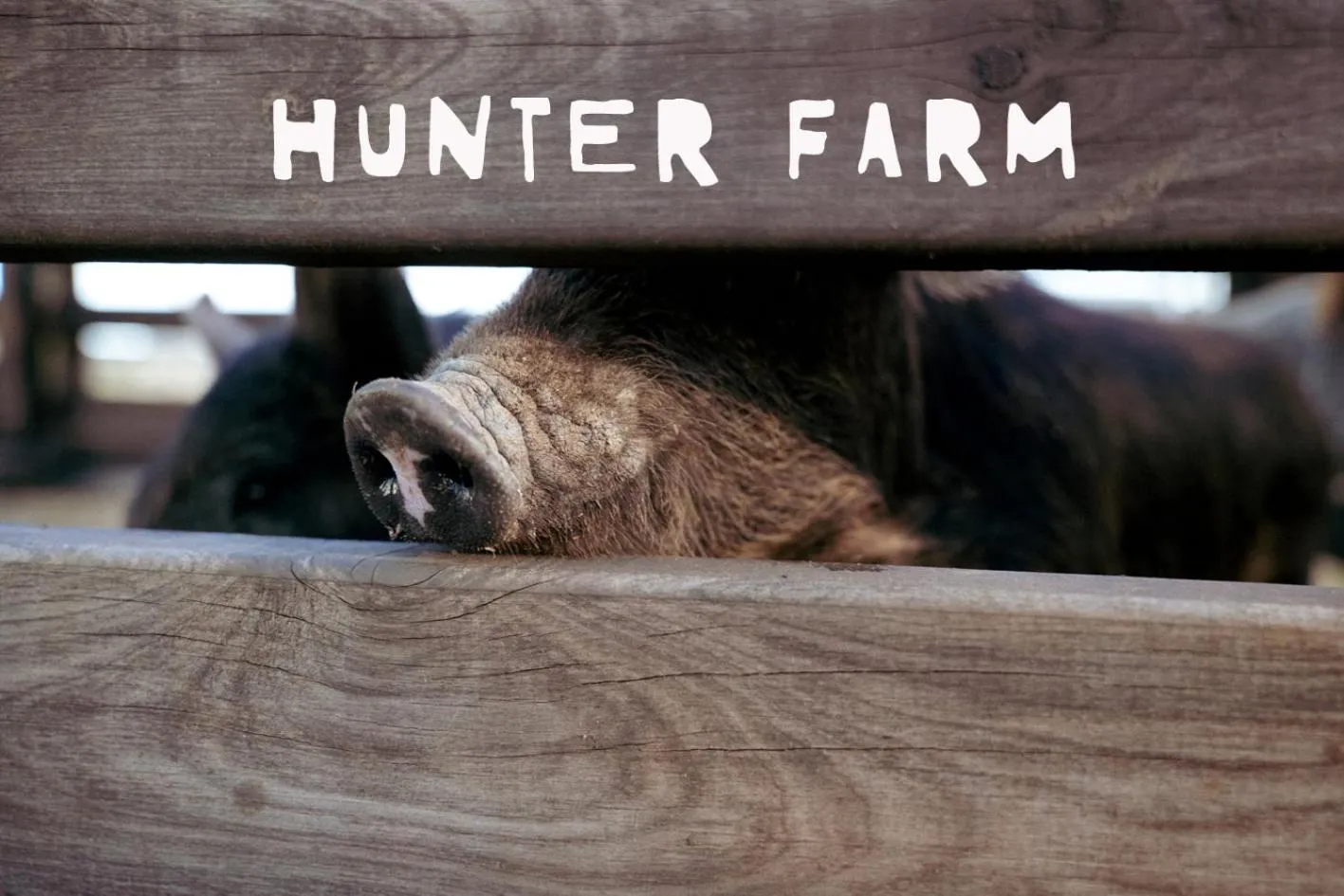 Animals in Hunter Valley Resort, Hunter Farm Adventure Centre & 4 Pines at the Farm