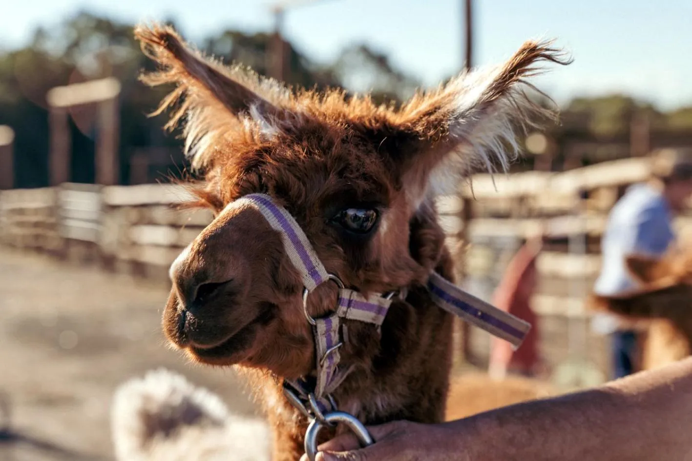 Animals in Hunter Valley Resort, Hunter Farm Adventure Centre & 4 Pines at the Farm