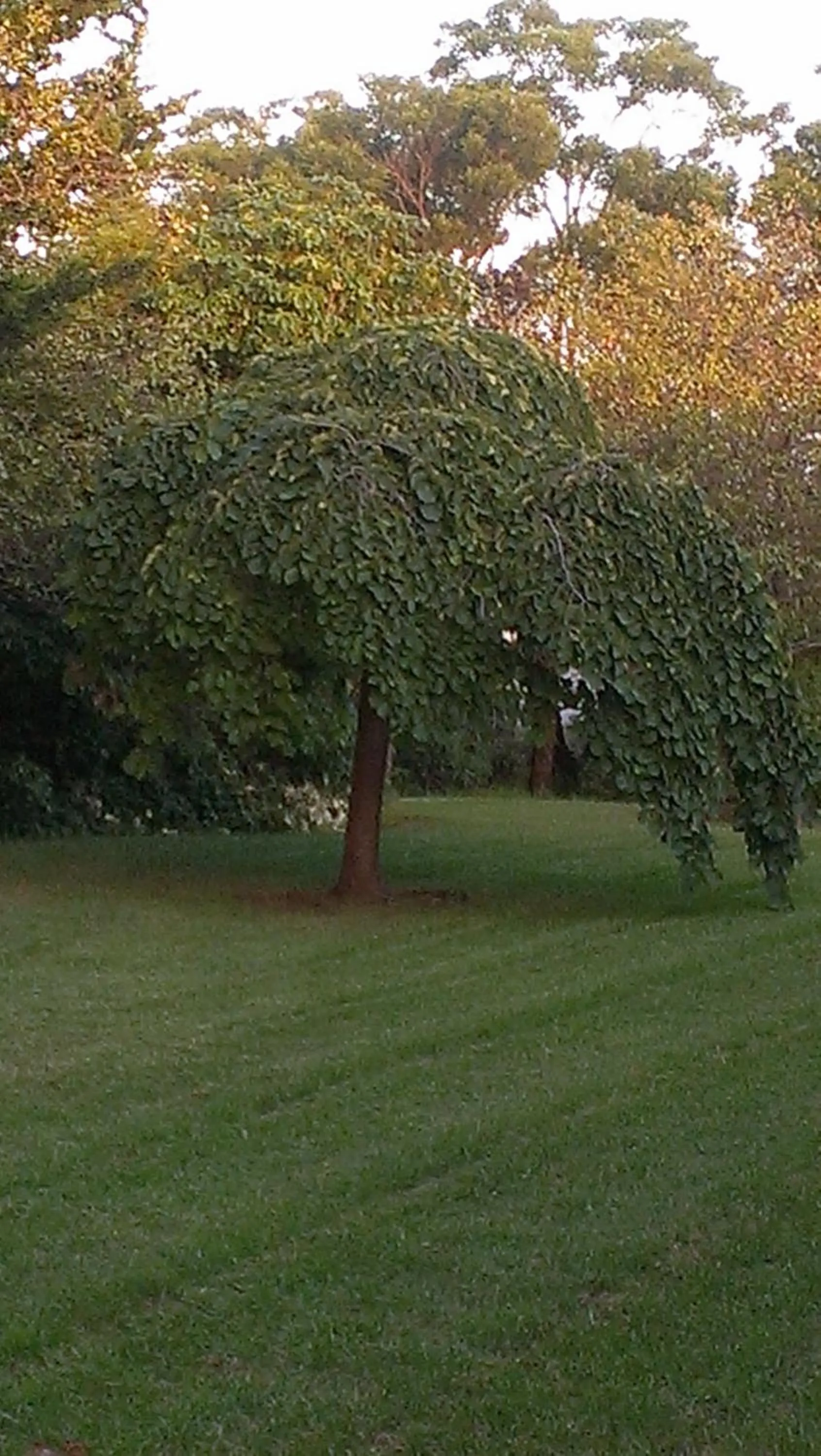 Garden in Idlewilde Town & Country Motor Inn