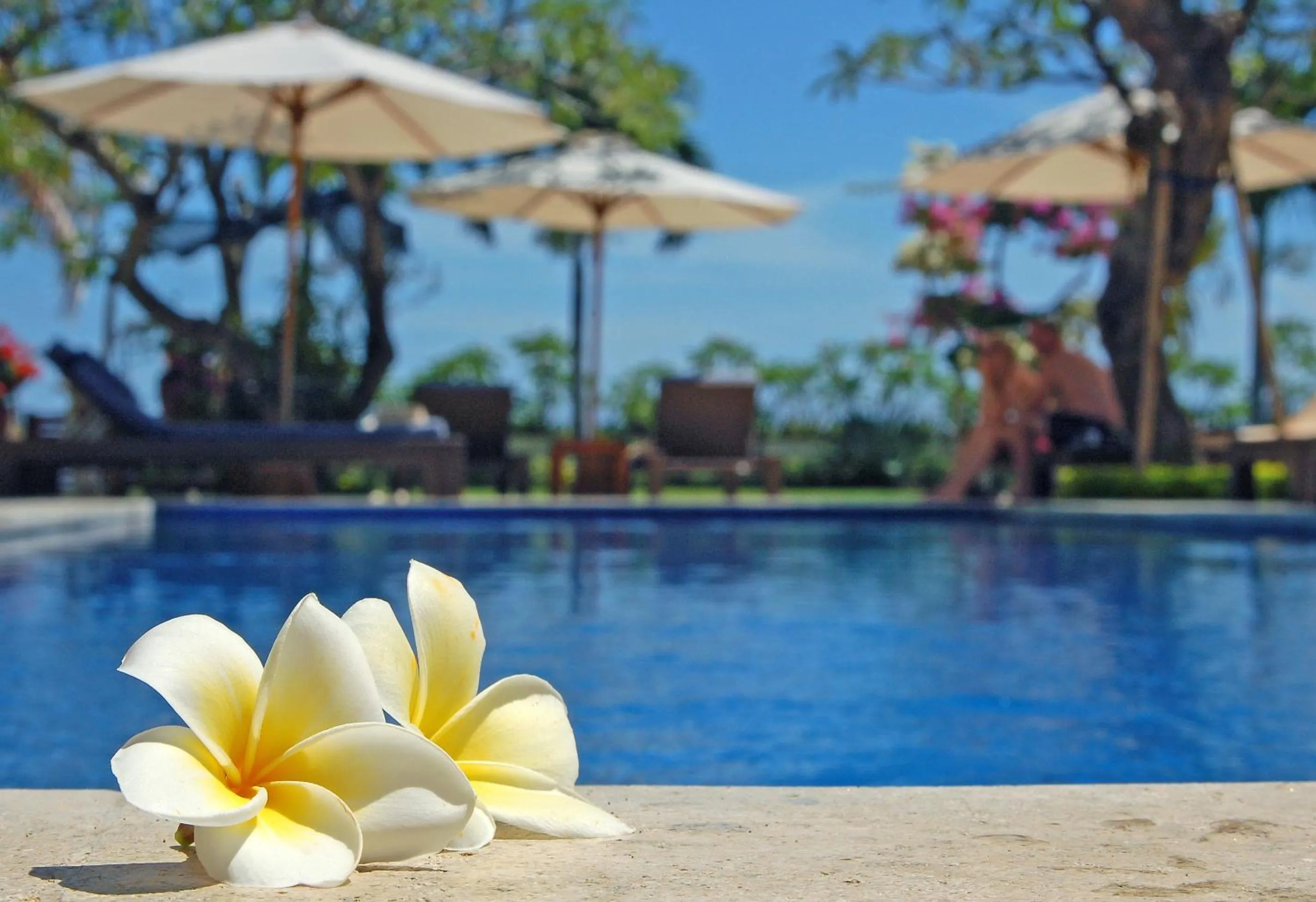 Swimming pool in Frangipani Beach Hotel