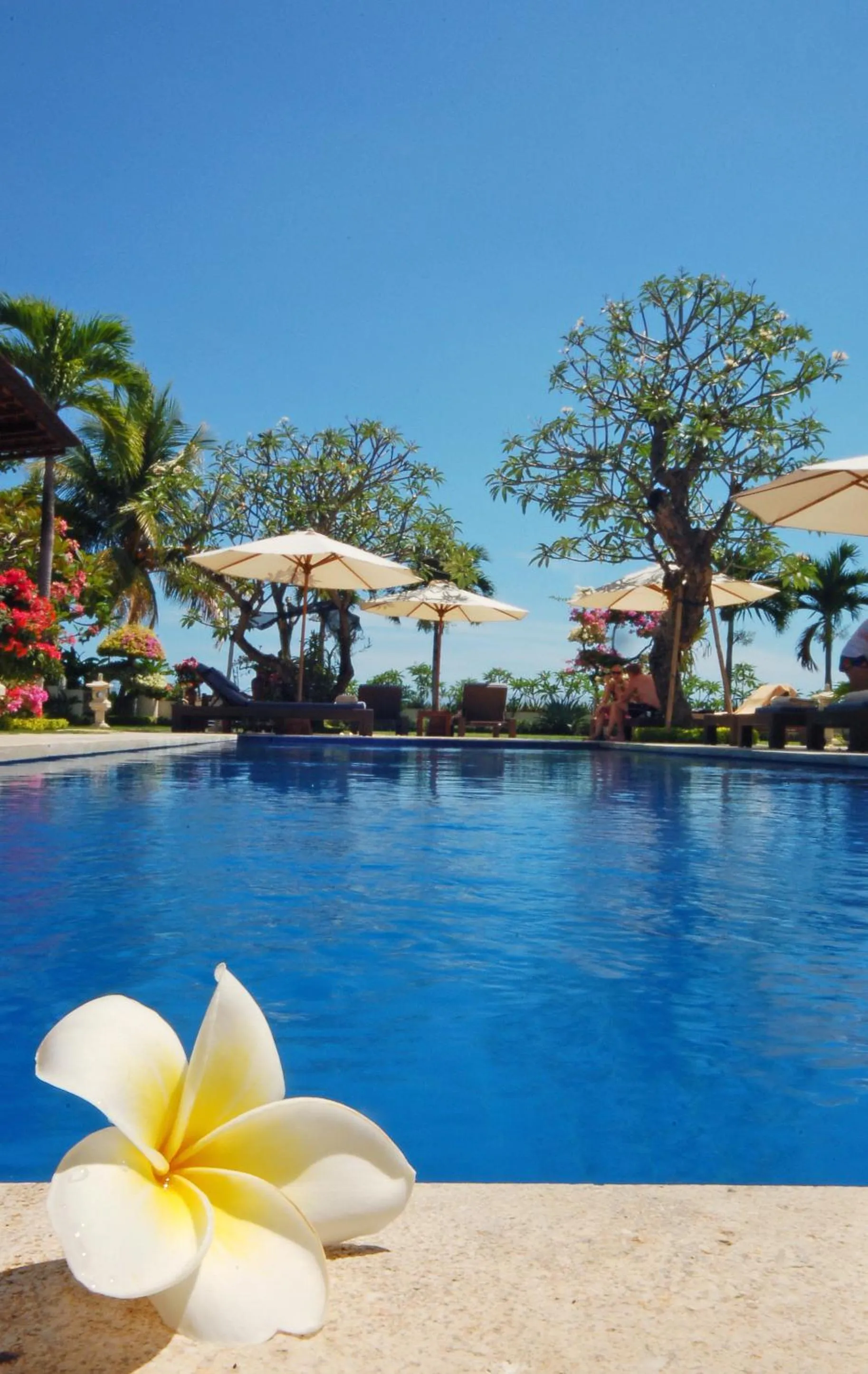 Swimming pool in Frangipani Beach Hotel