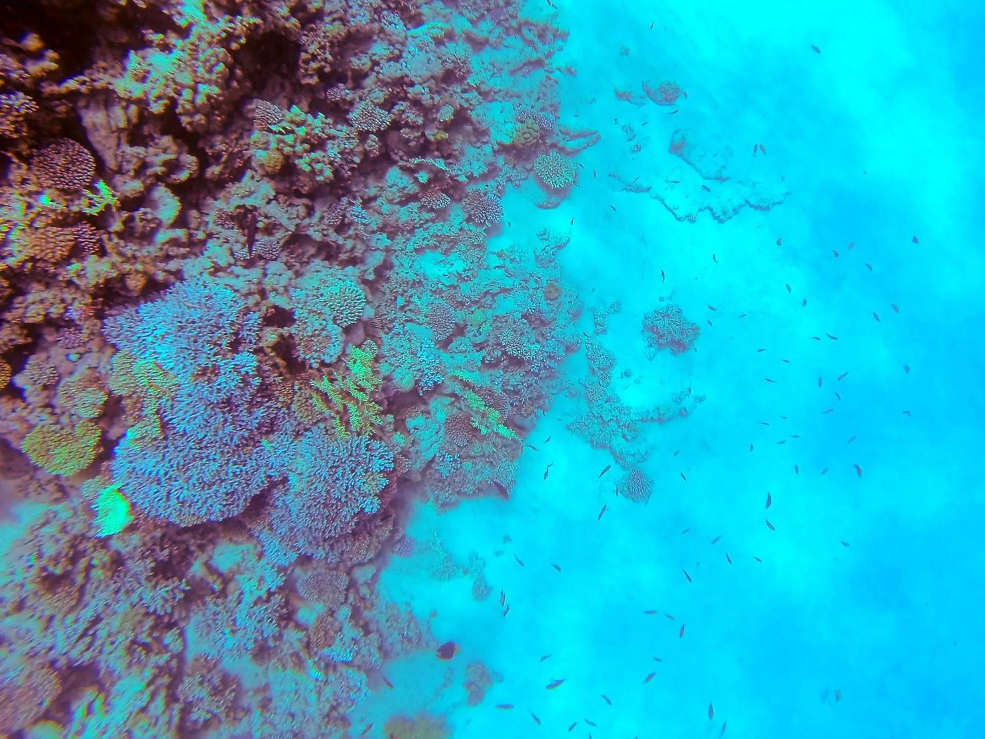 Diving in El Primo Hotel Dahab