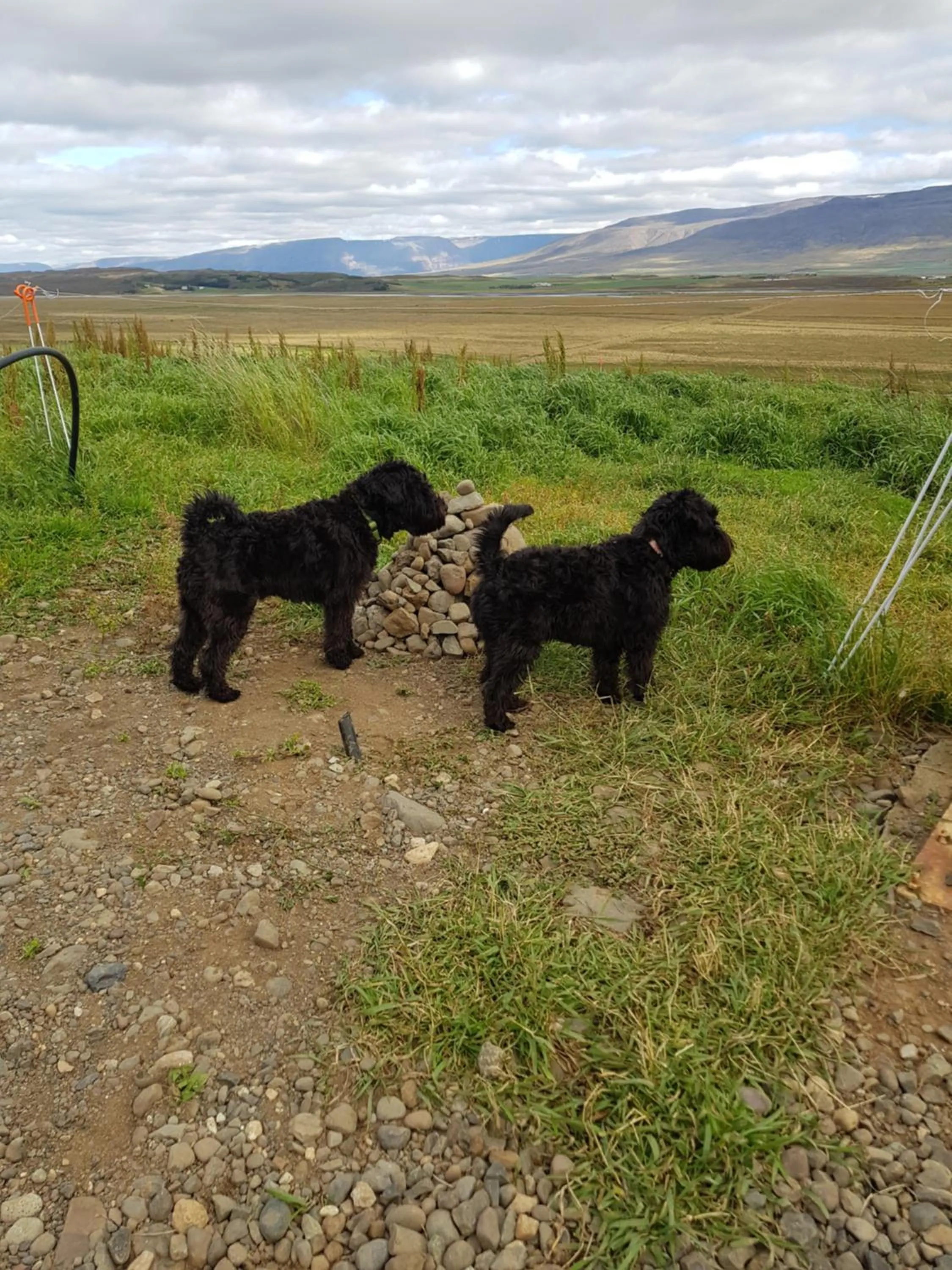 Pets in Karuna Guesthouse