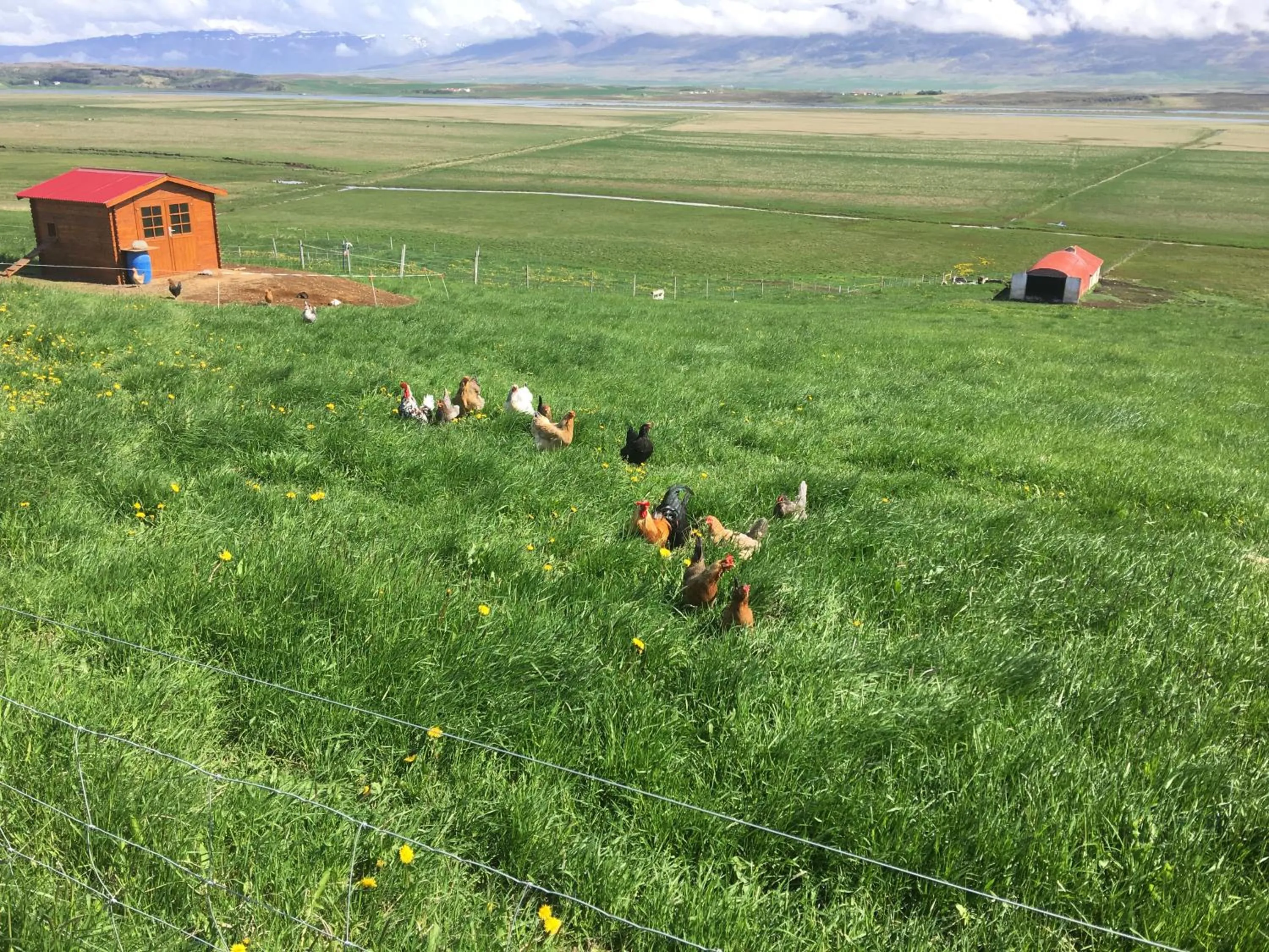 Animals in Karuna Guesthouse