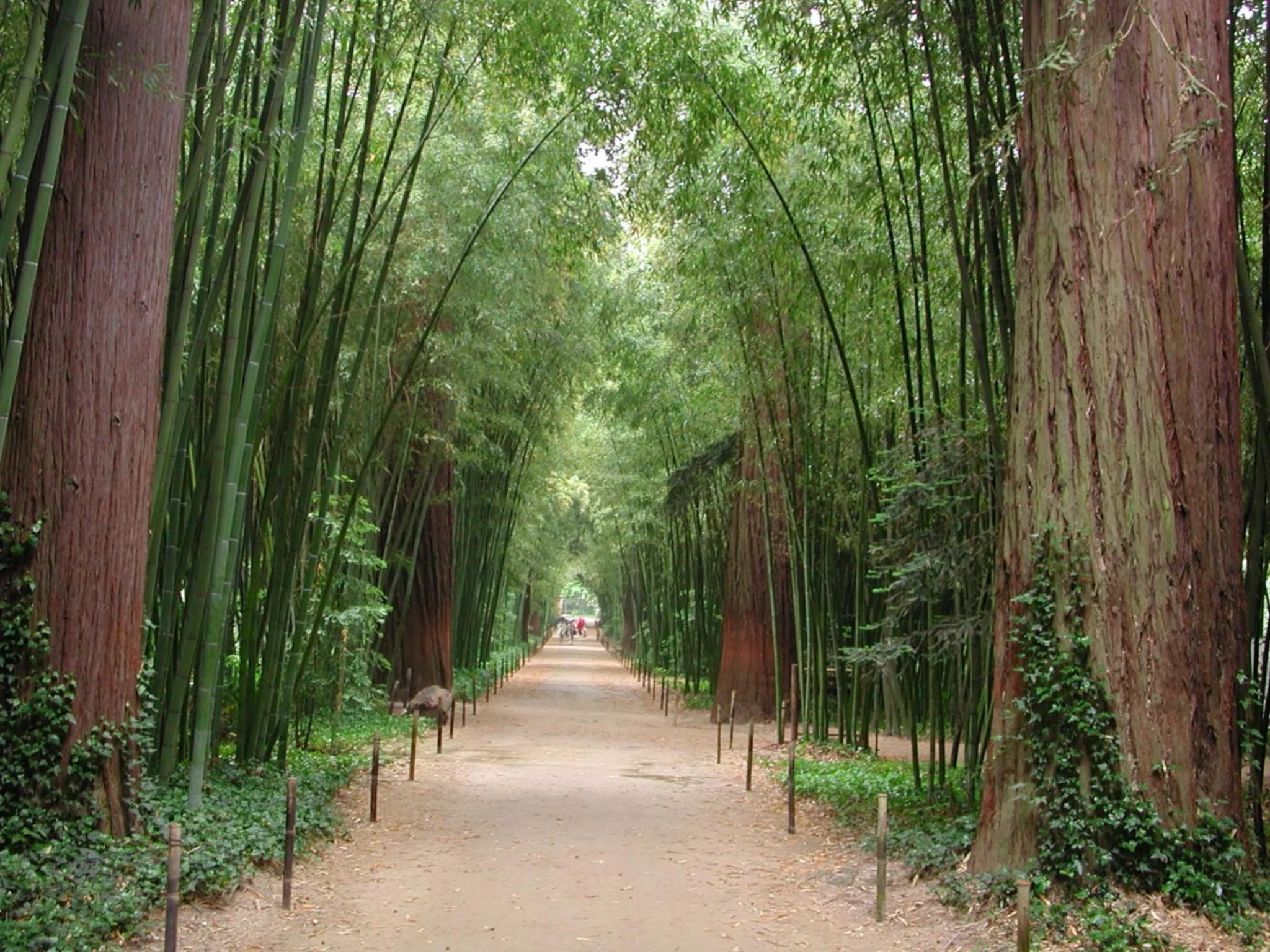 Le Castellas du Pic St Loup