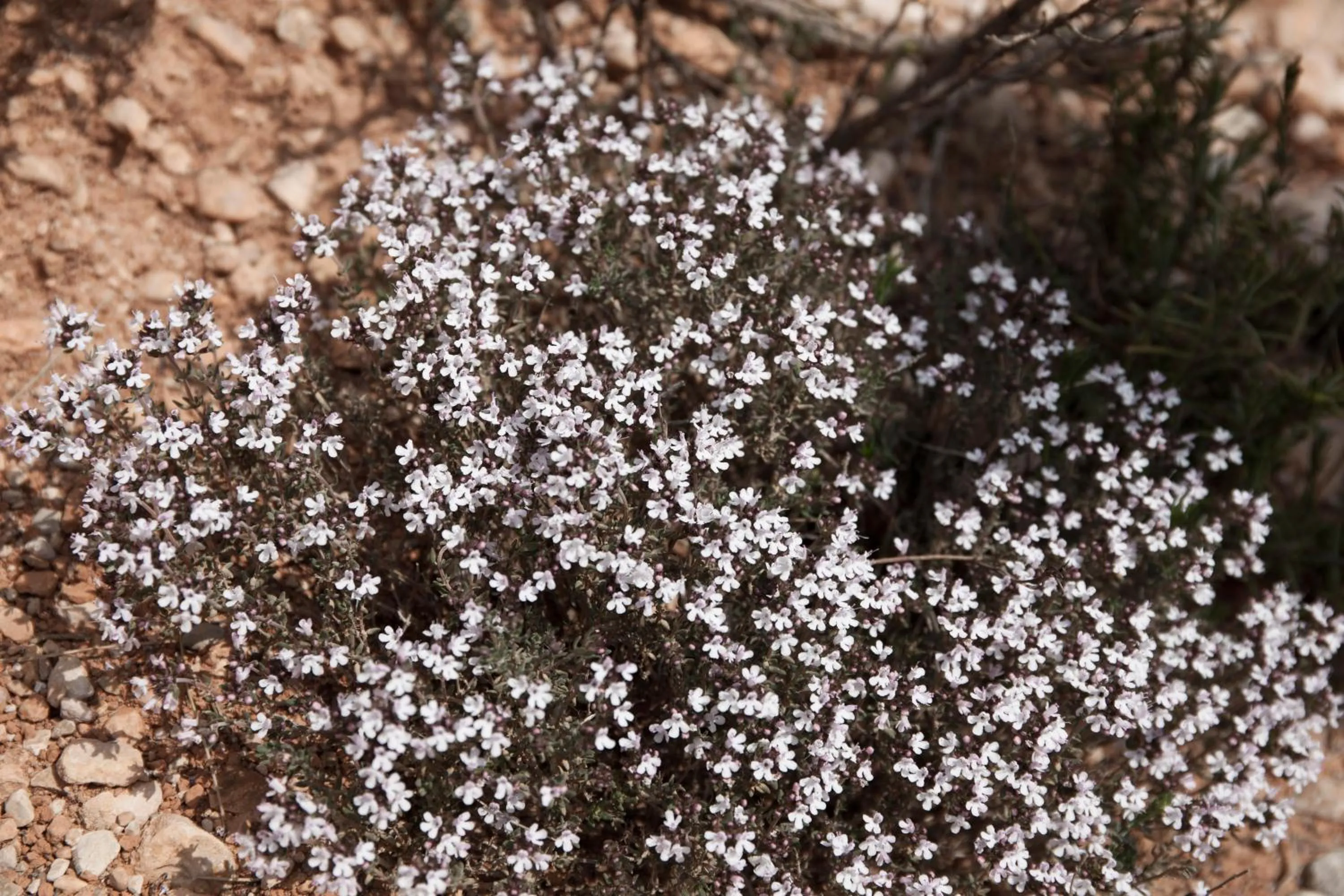 Hiking in Hotel & Spa Can Josep