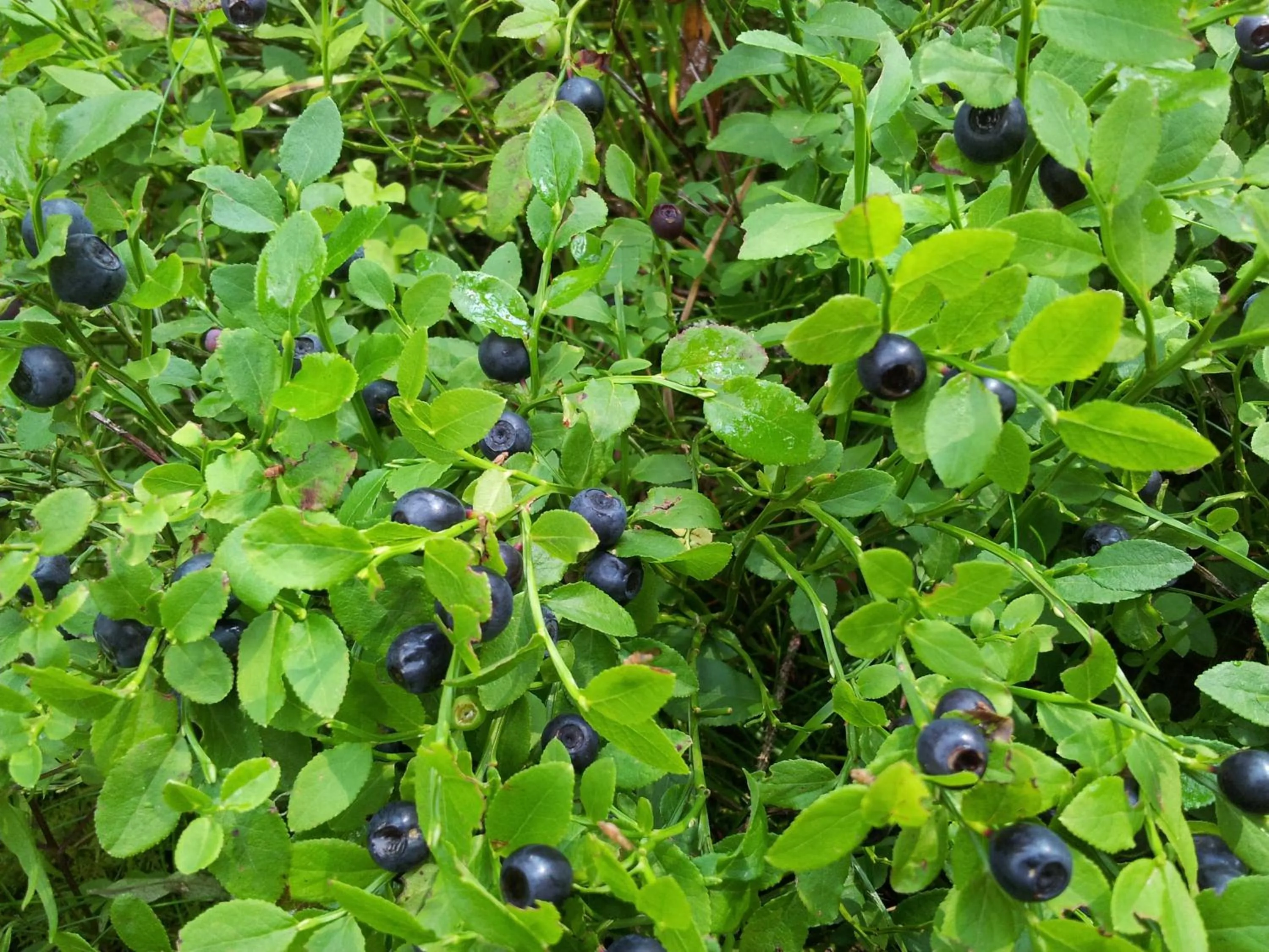 Day in Hotel Iva & Elena