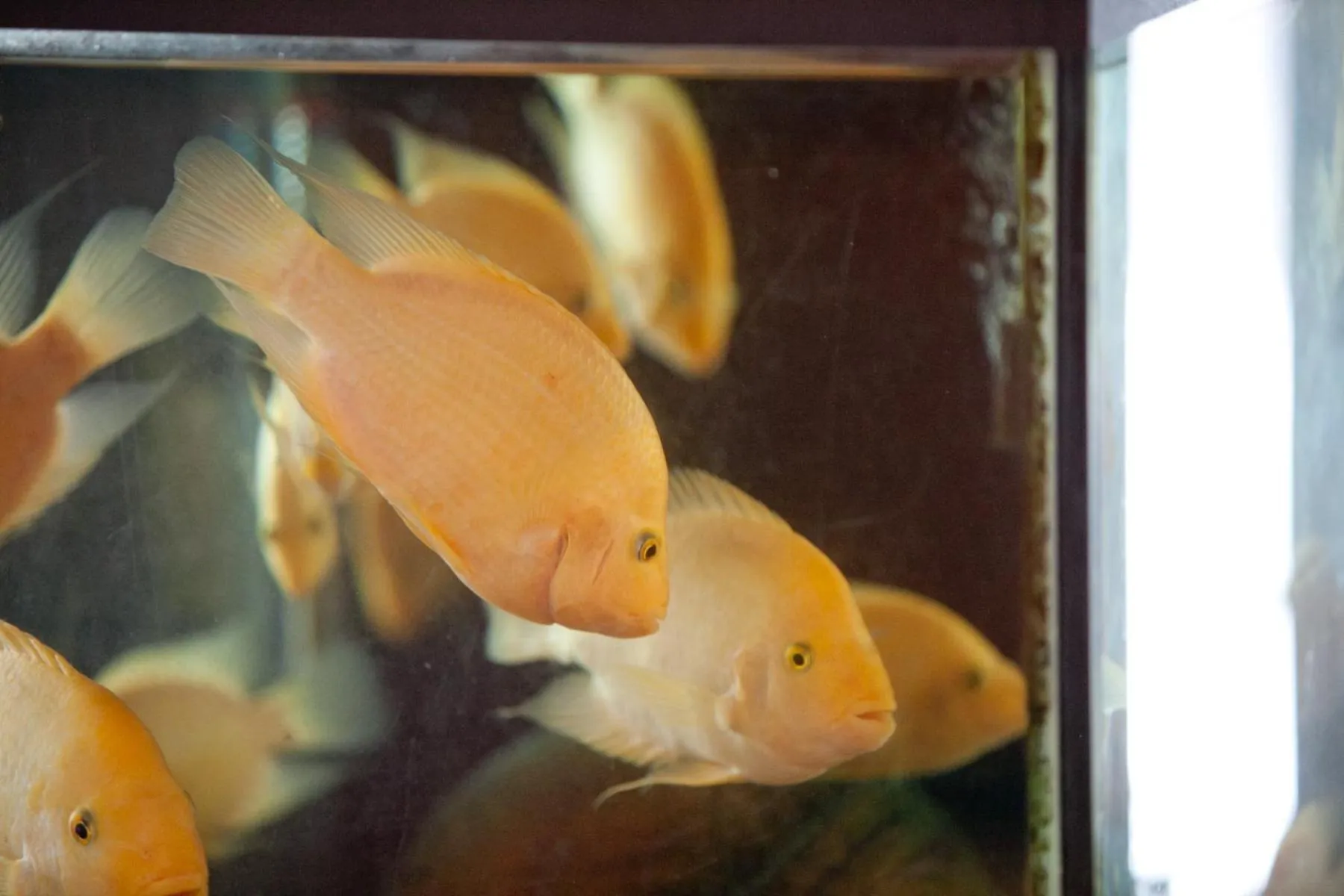 Decorative detail in Hotel Canguro