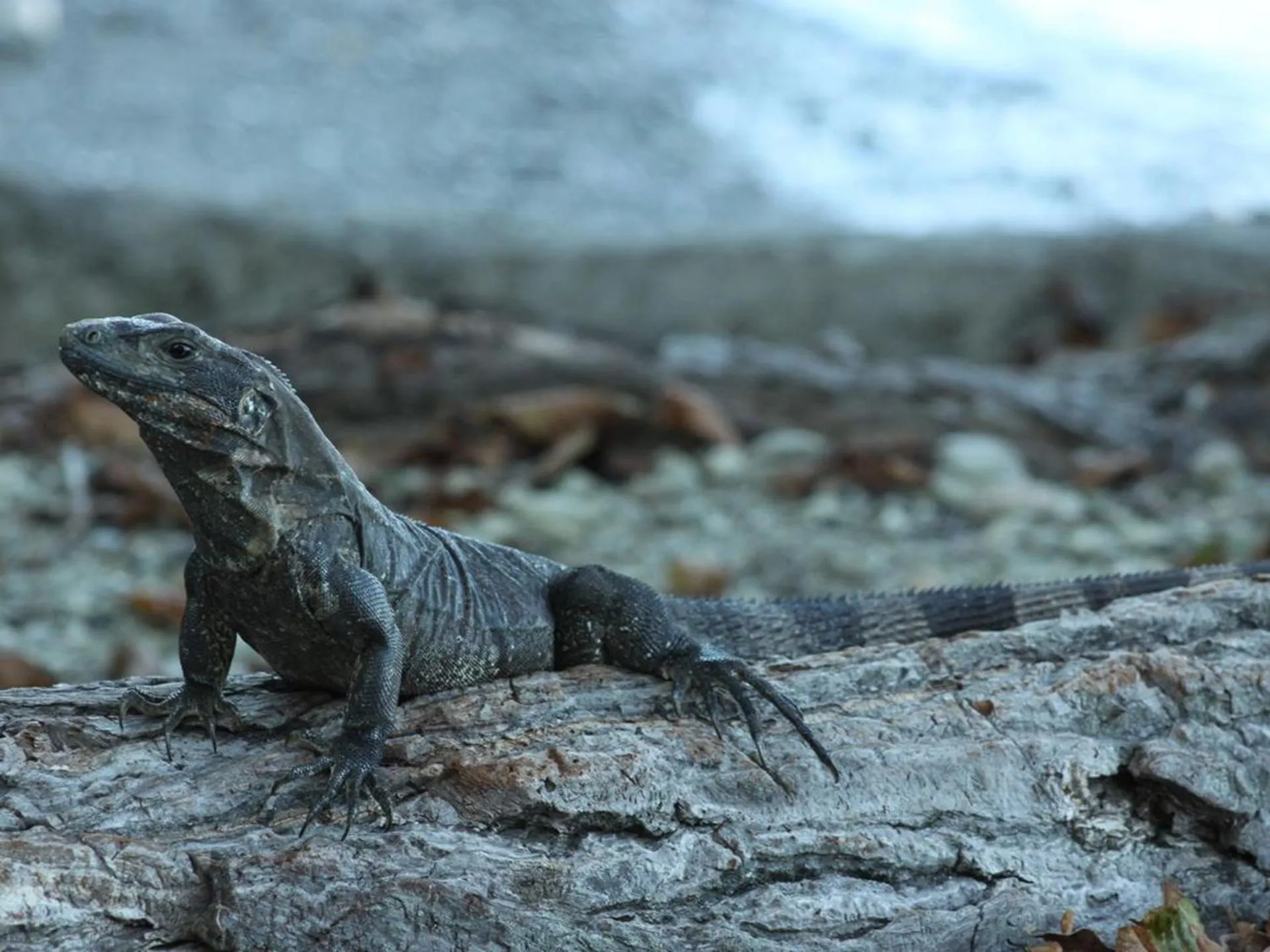 Animals in Howler Monkey Hotel