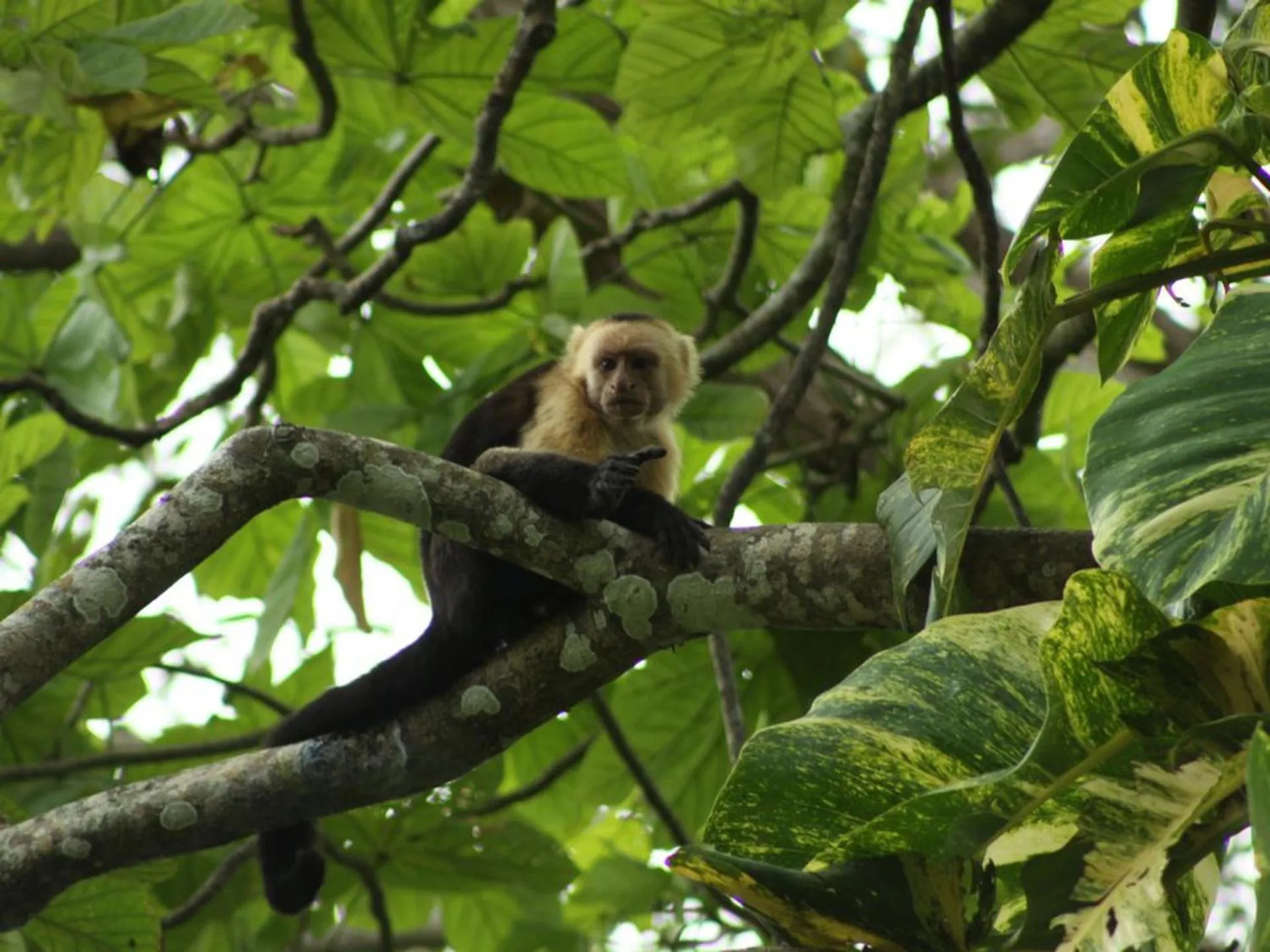 Animals in Howler Monkey Hotel