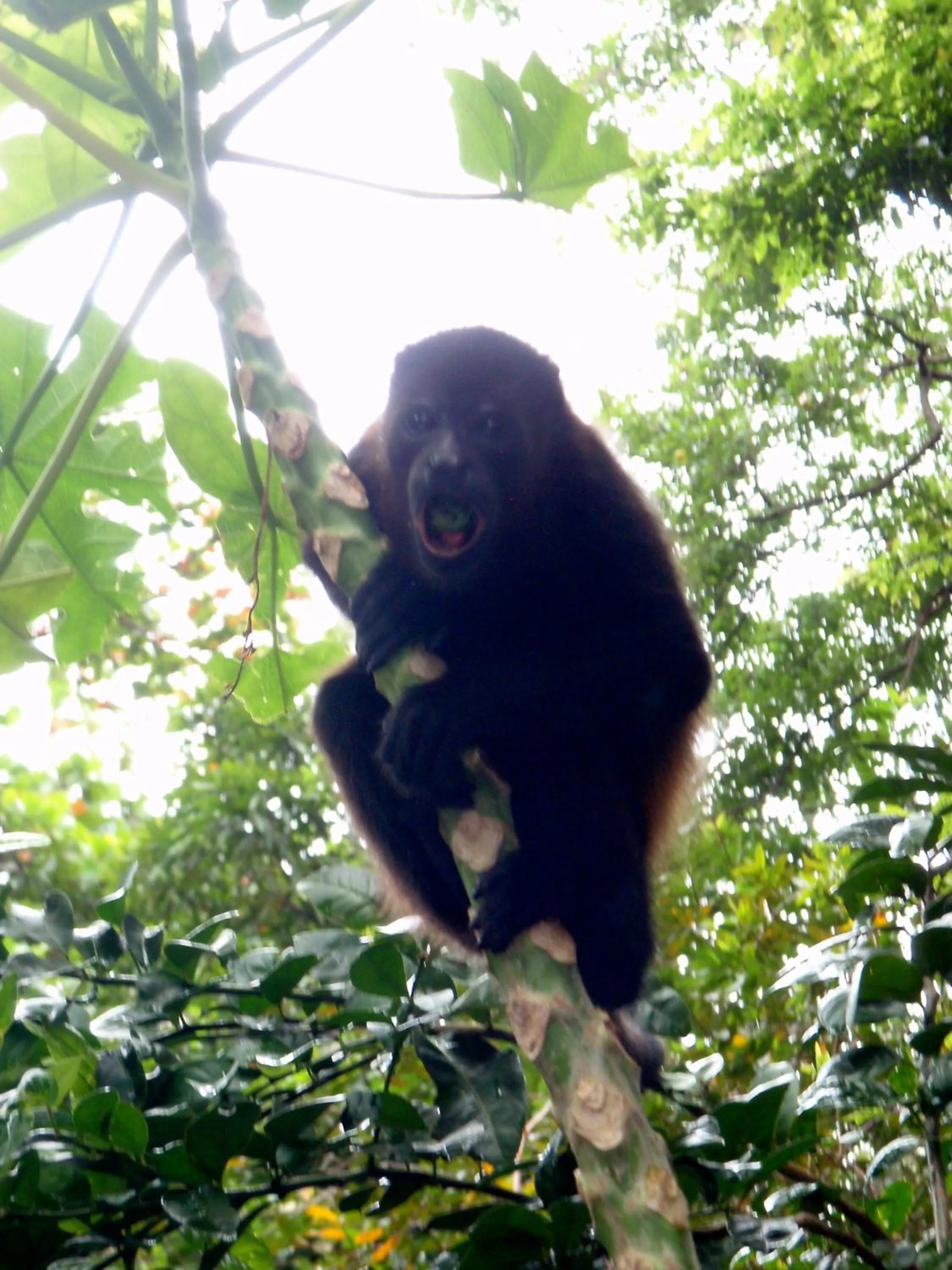 Animals in Howler Monkey Hotel