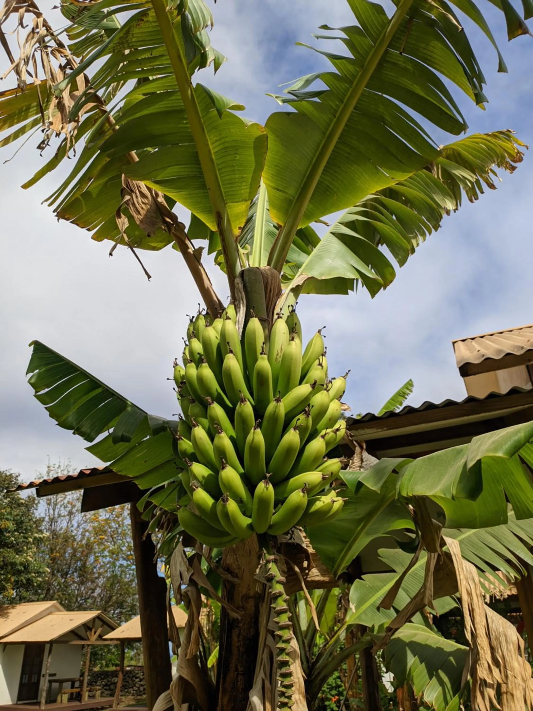 Garden in Tupa Hotel