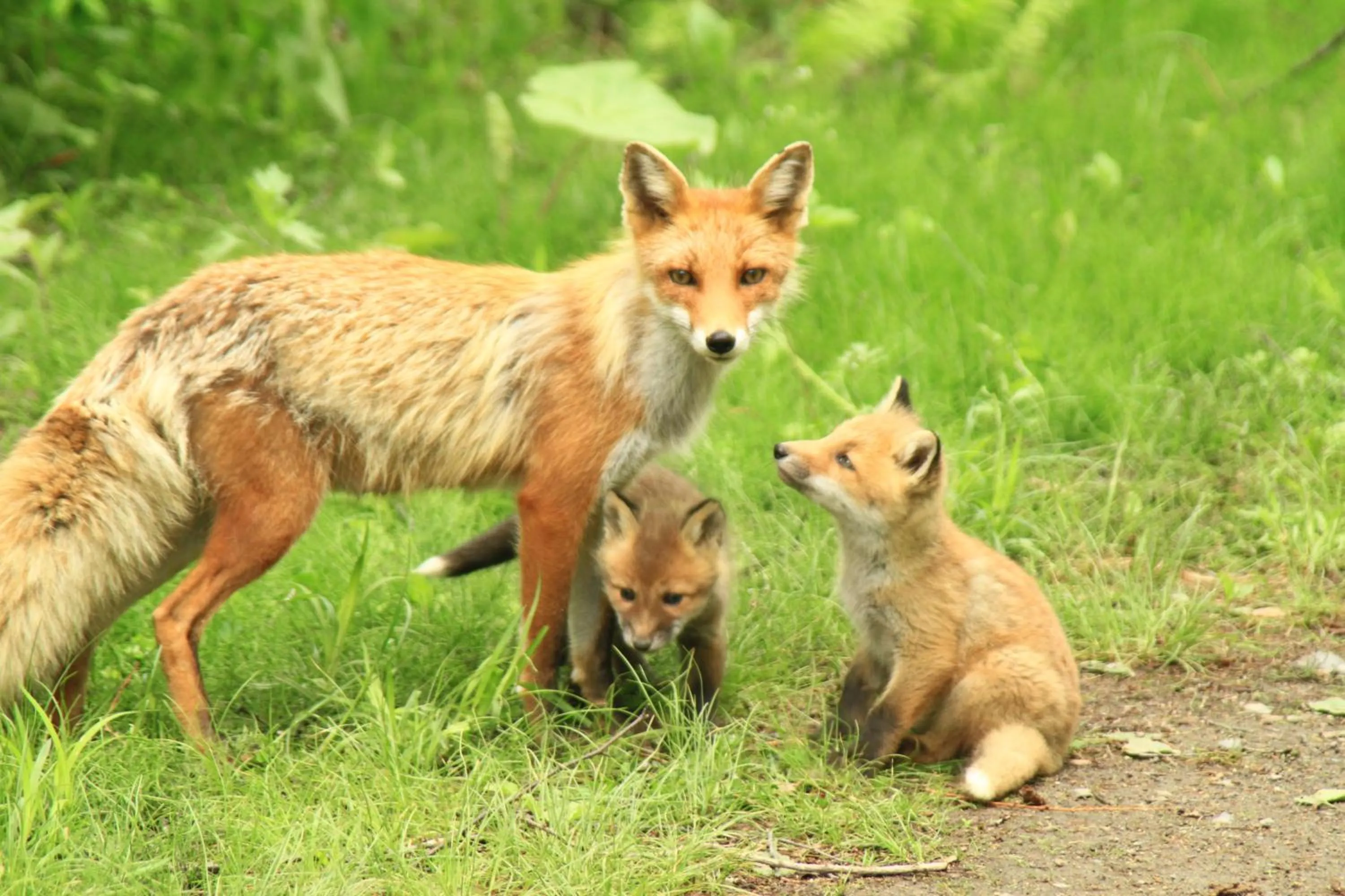 Animals in Traveler's Inn Asanebo
