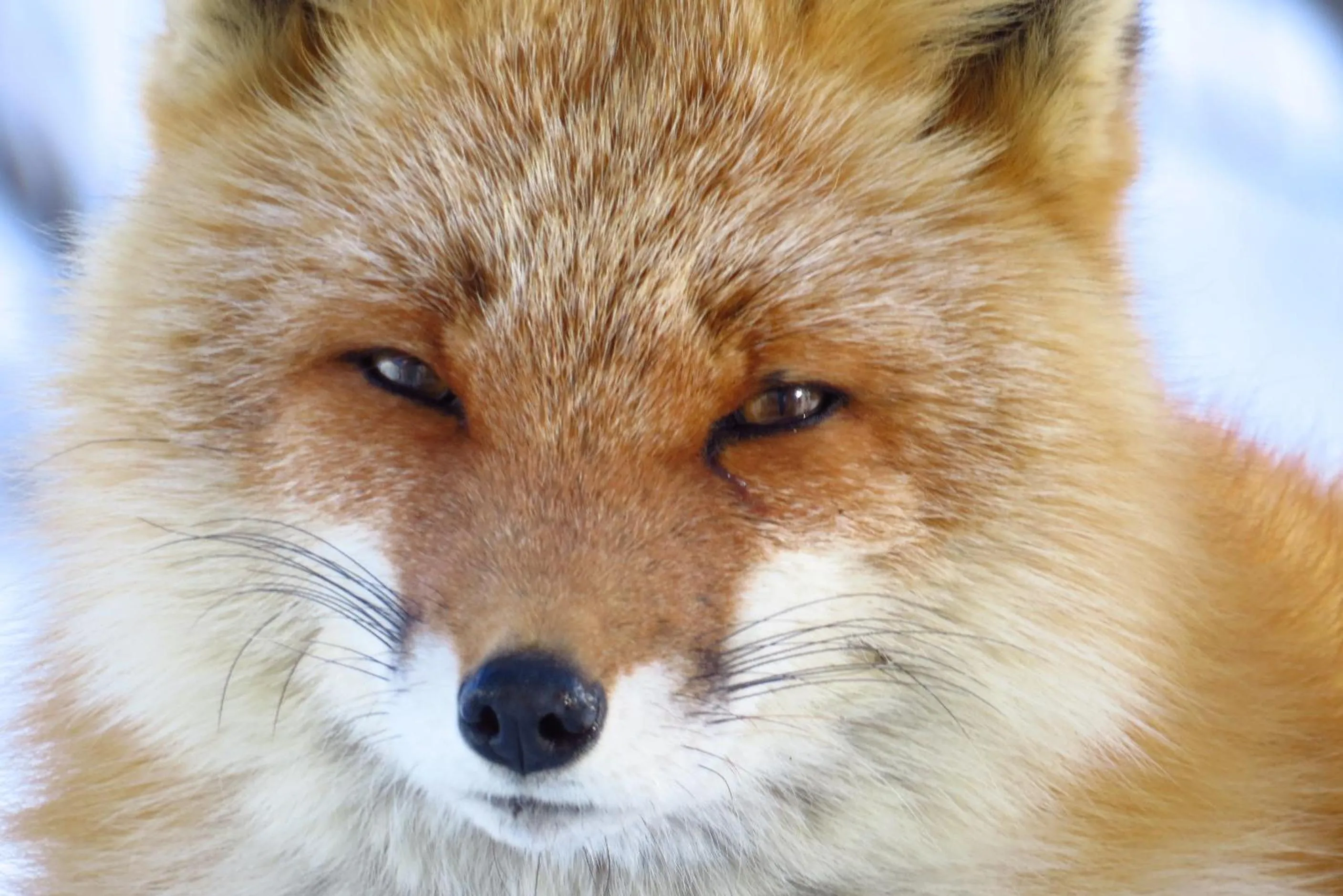 Animals in Traveler's Inn Asanebo