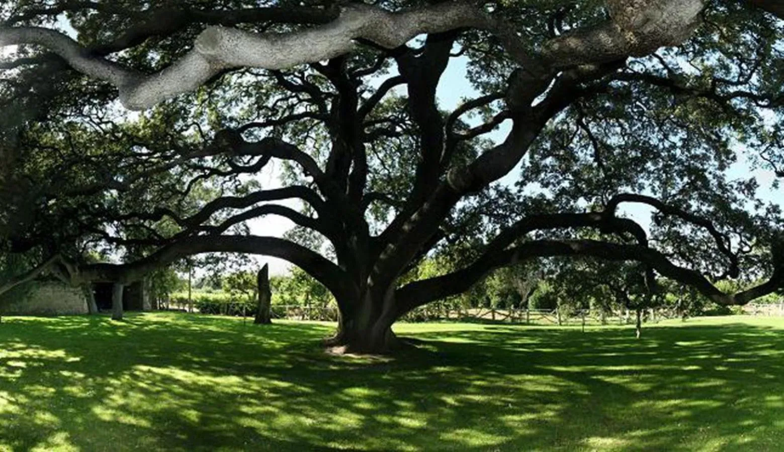 Garden in La Casita de la Planta