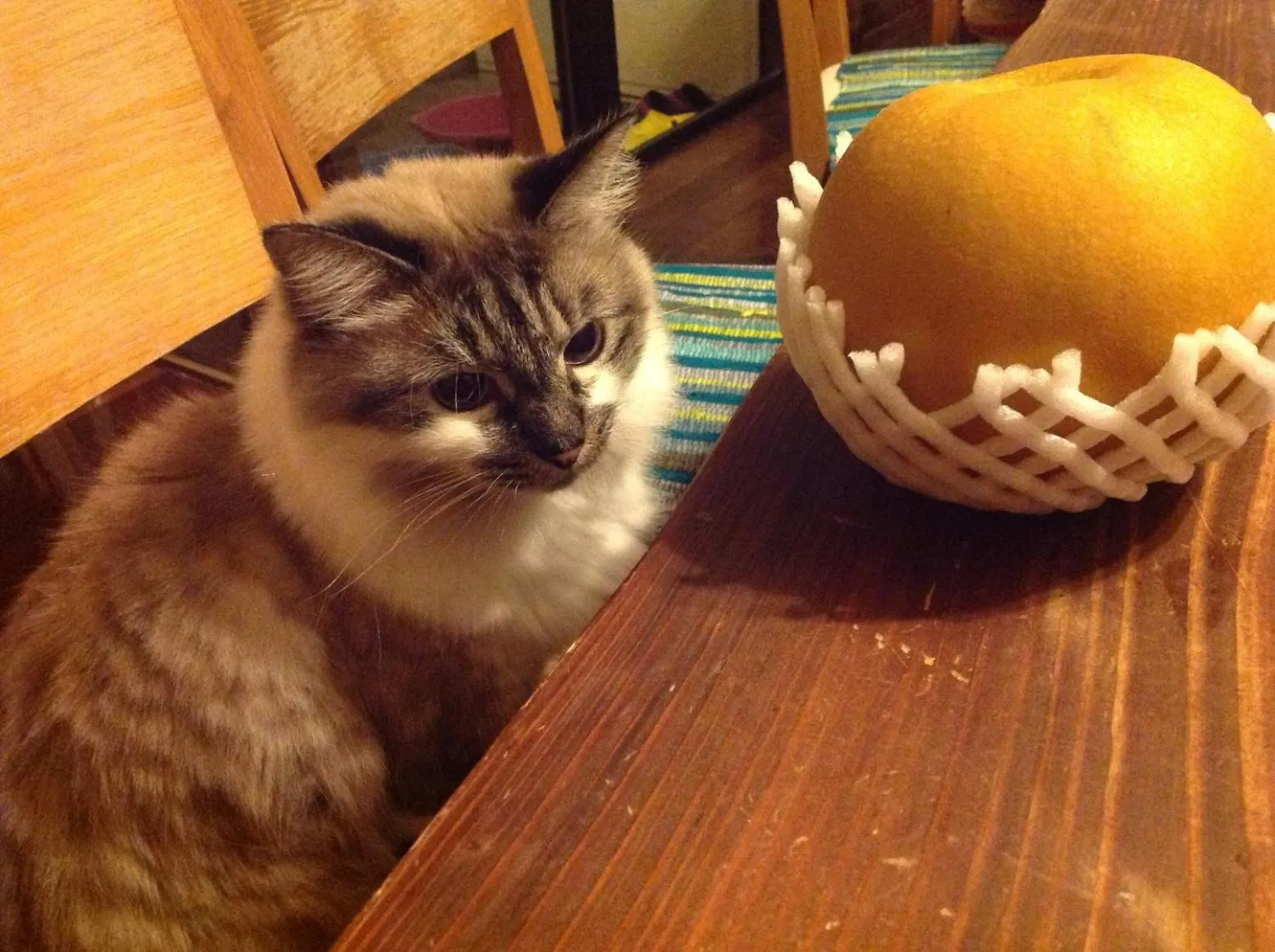 Pets in Milk-ya Women-Only Guest House