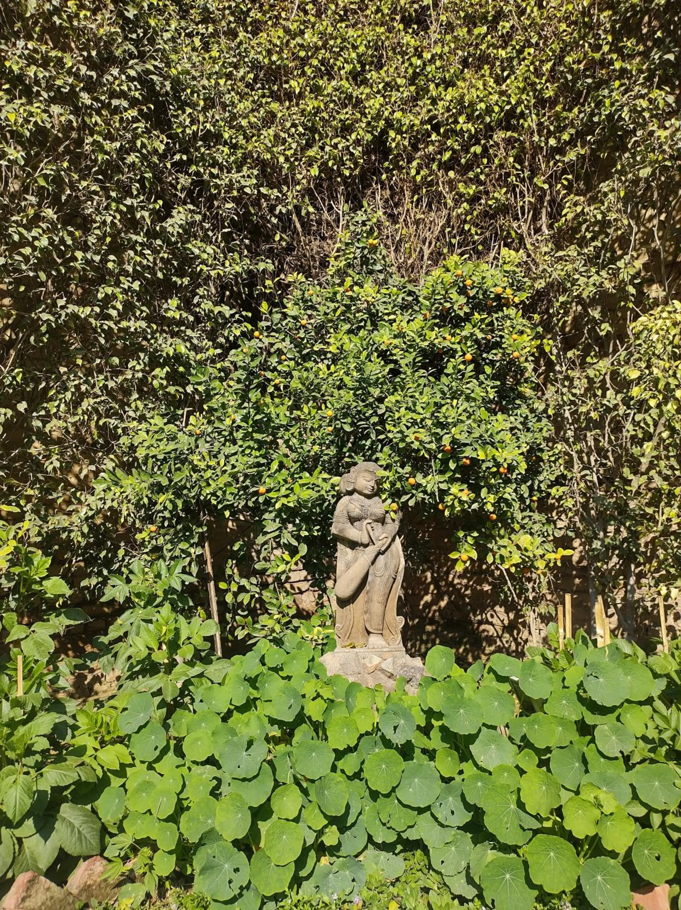 Garden in The Estate Villa