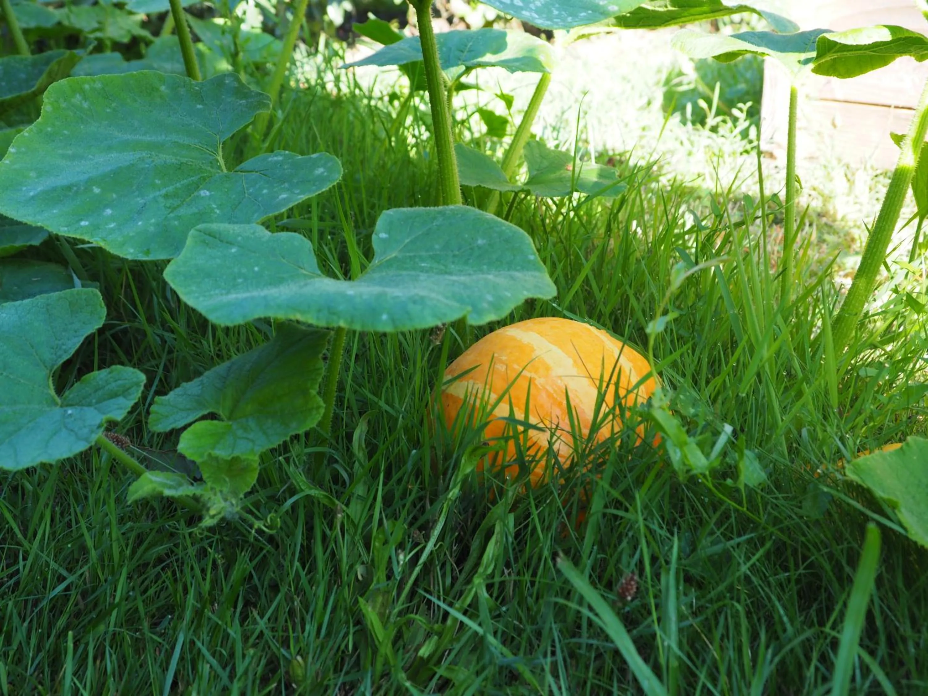 Garden in L'Oustaou du Bodo
