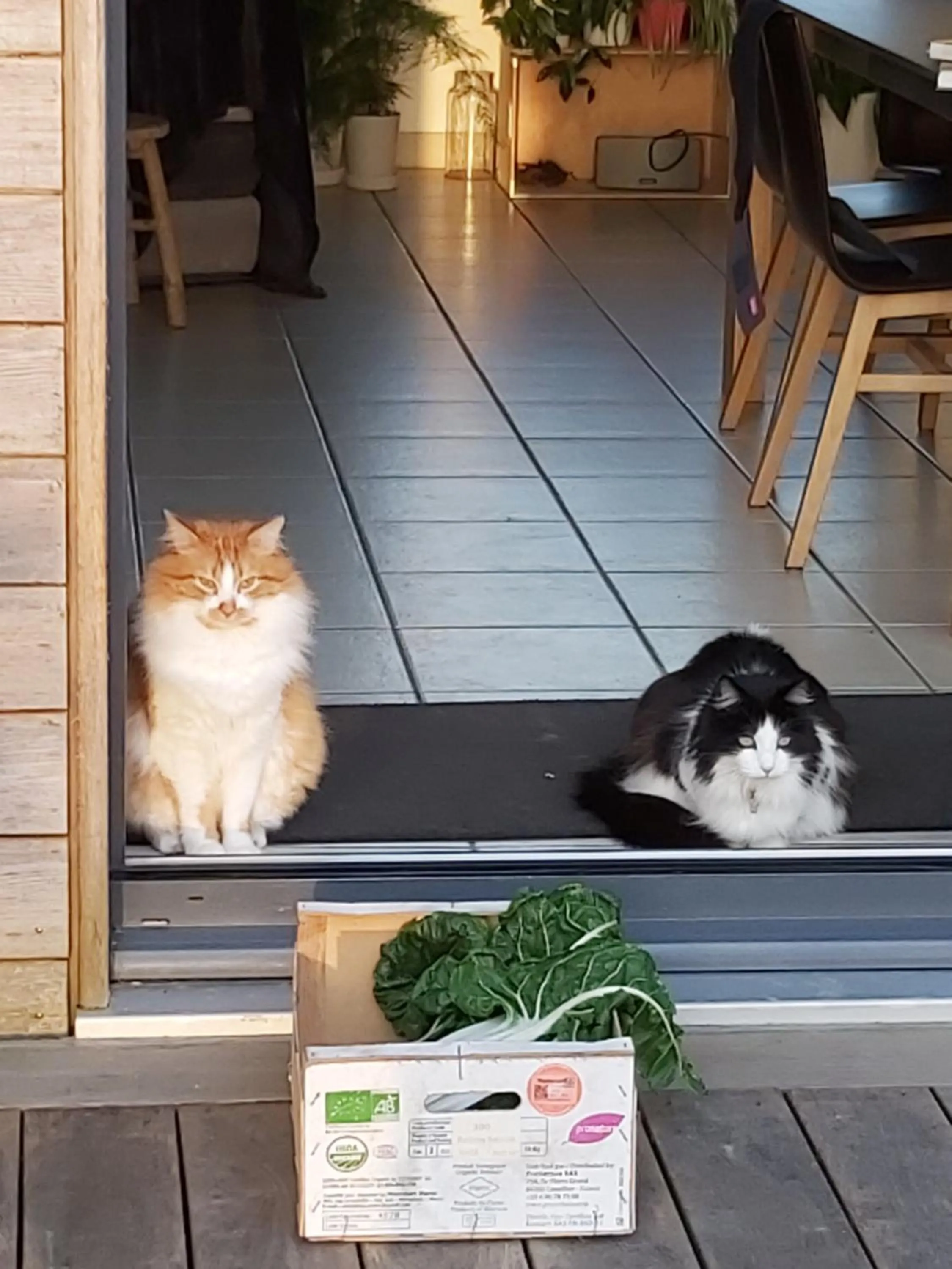 Pets in L'Oustaou du Bodo