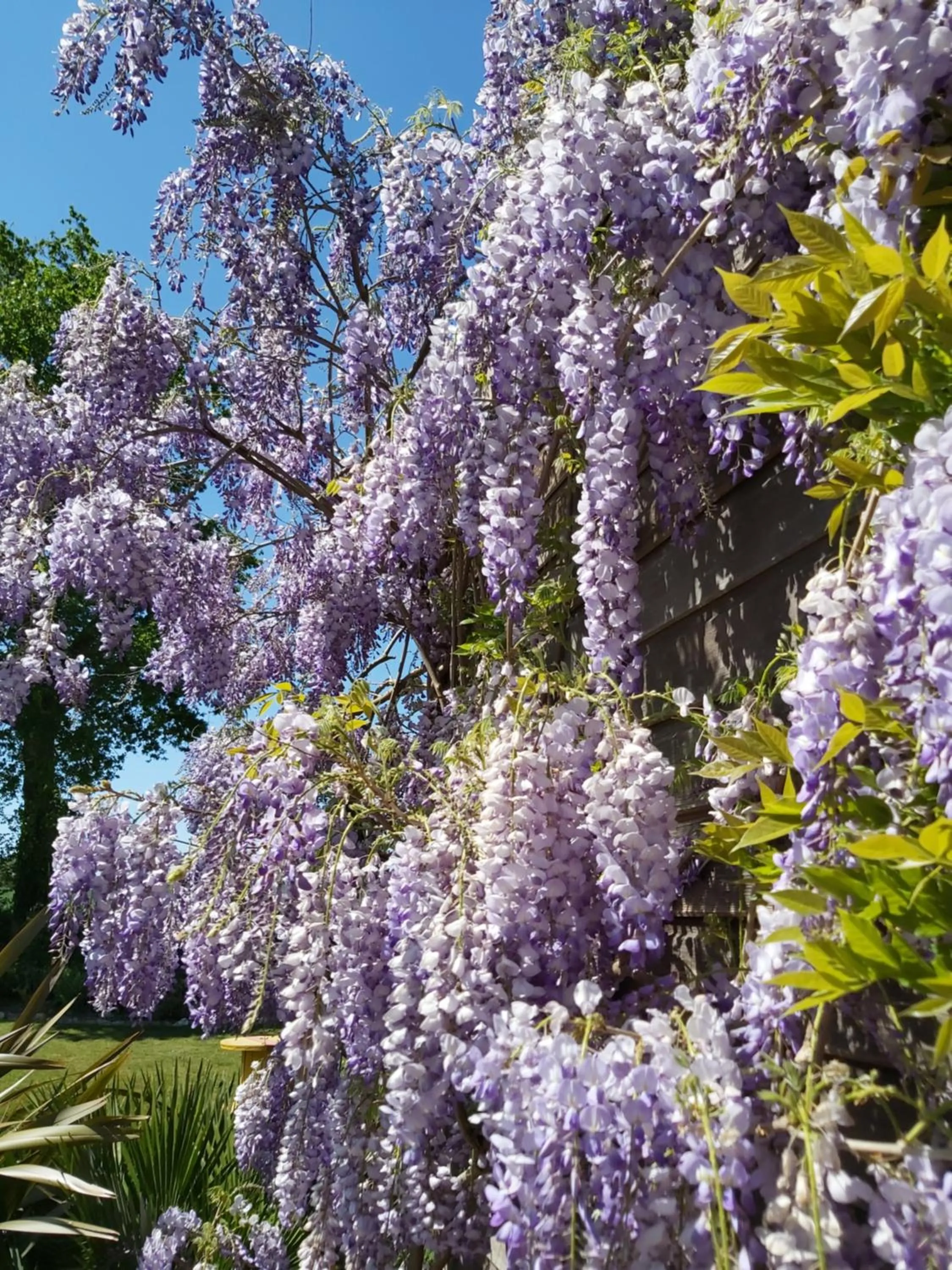 Garden in L'Oustaou du Bodo