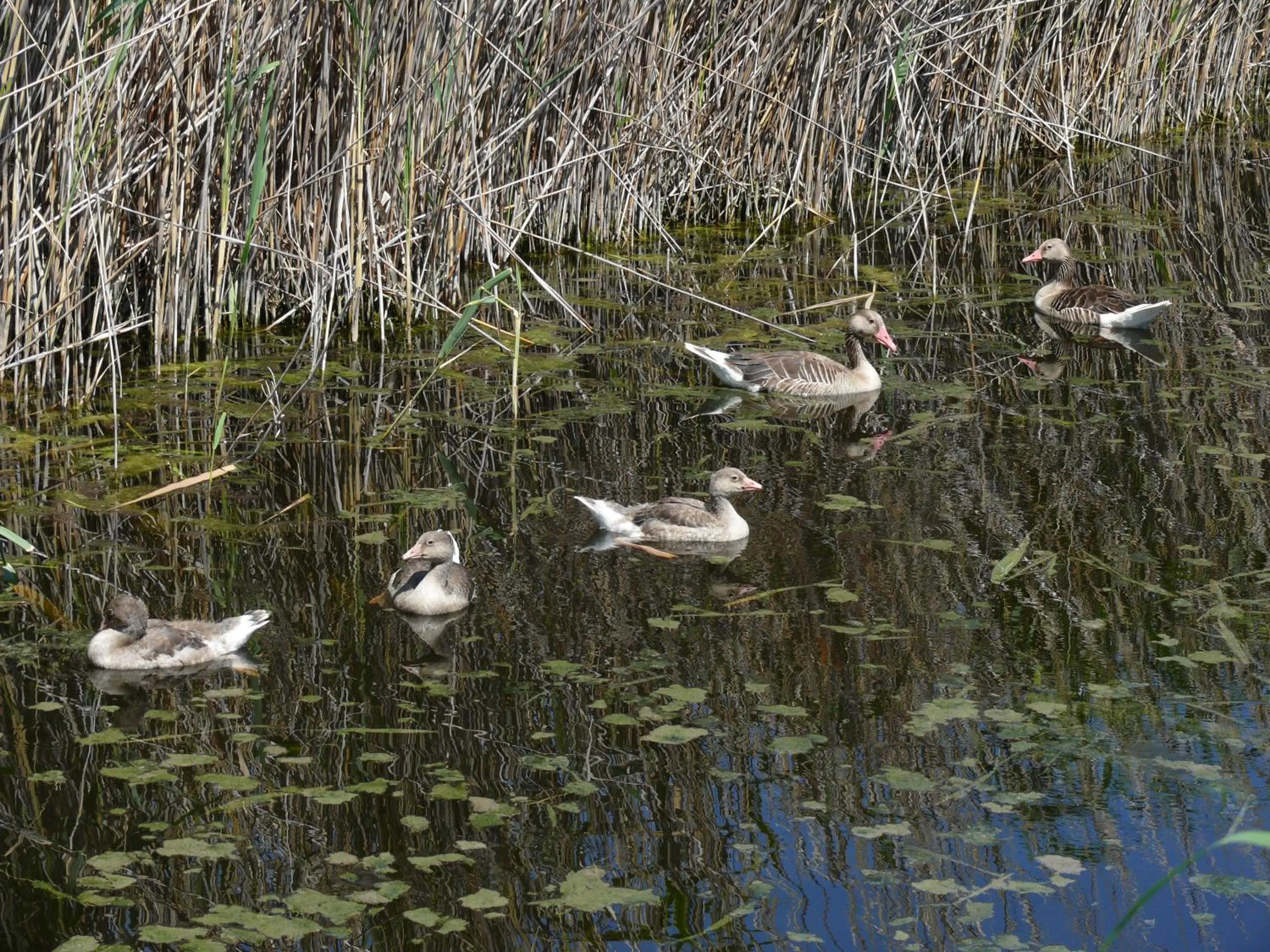 Spring in Pension Peterhof