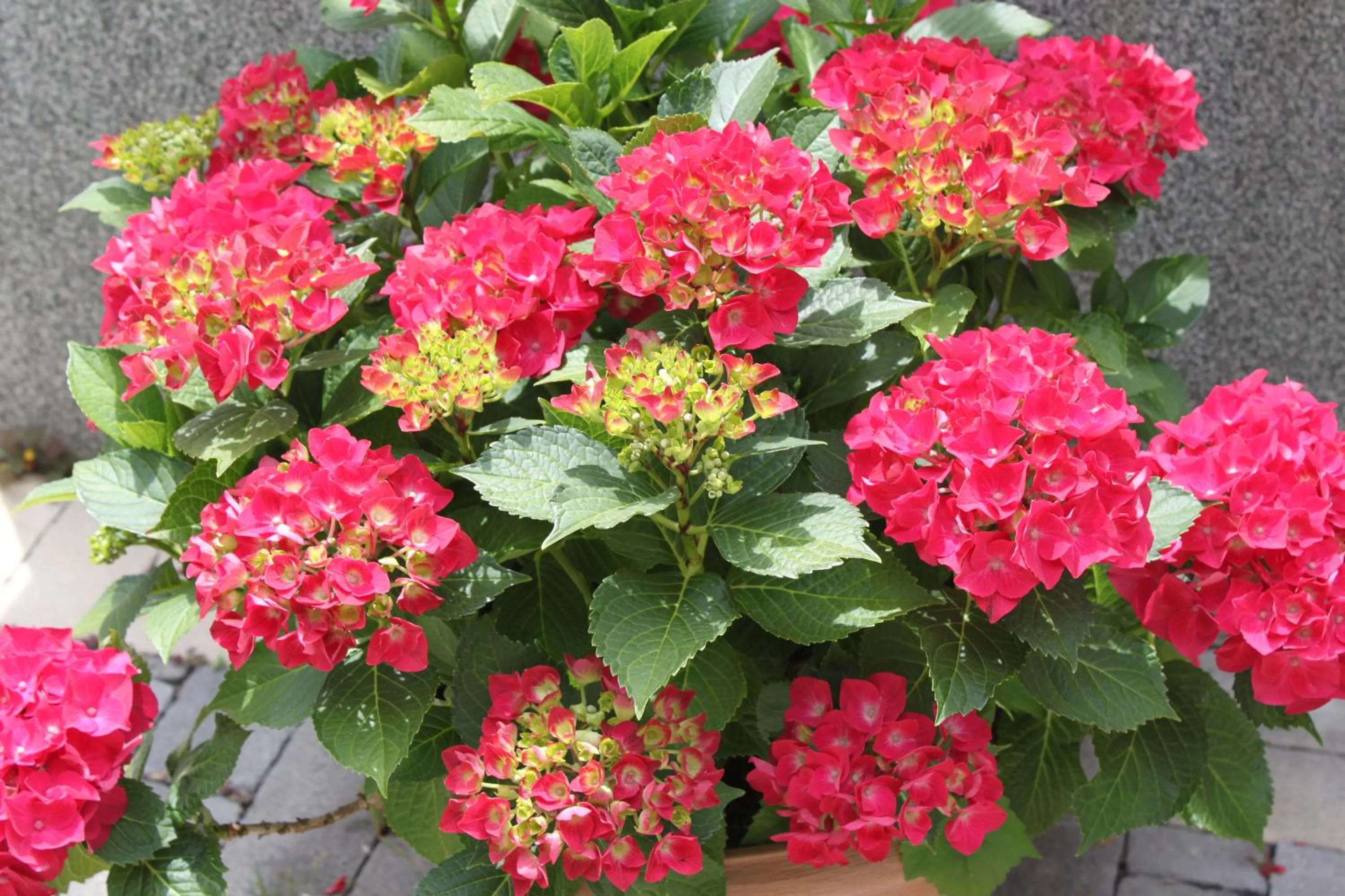 Garden in Pension Peterhof