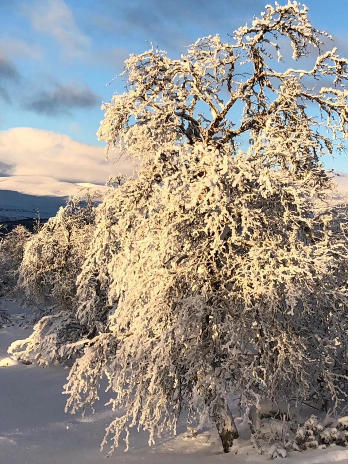 Natural landscape in Hytter Dombås