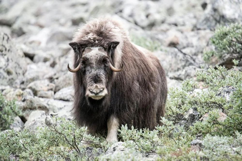 Off site in Hytter Dombås