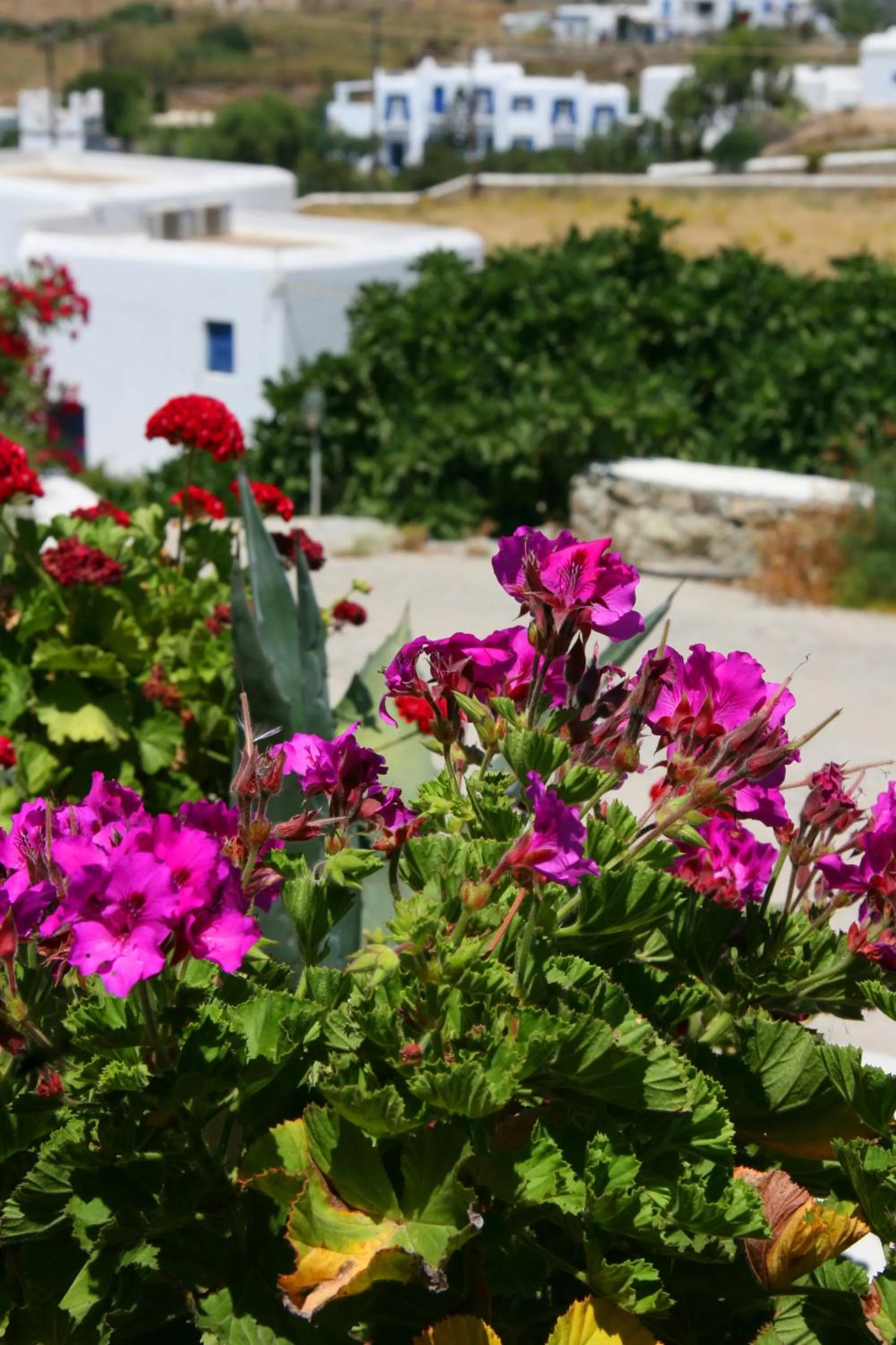 Facade/entrance in Hotel Charissi