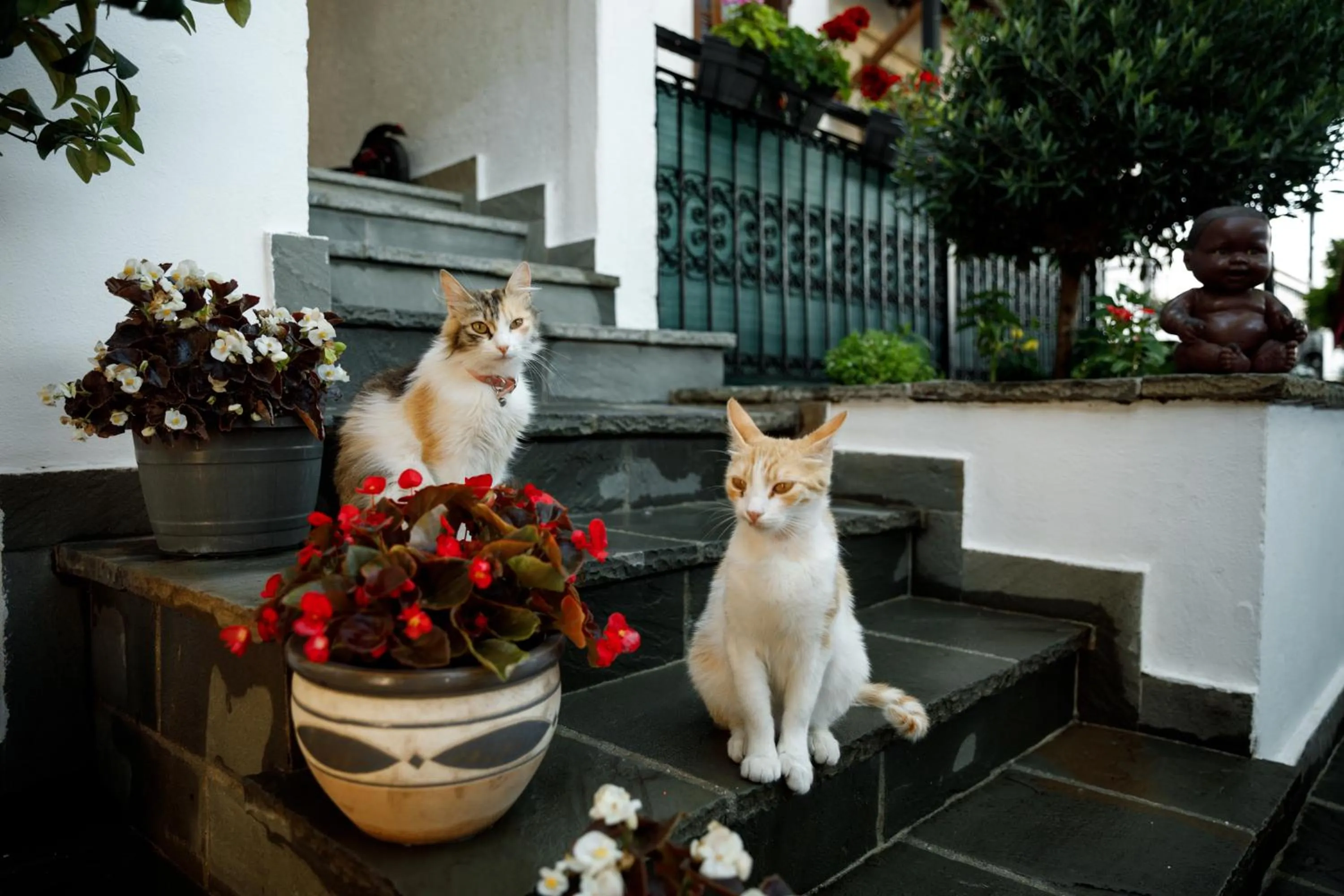 Pets in Boutique Hotel Musée