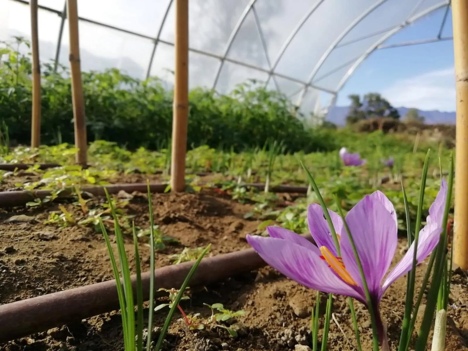 Cascina Borgofrancone