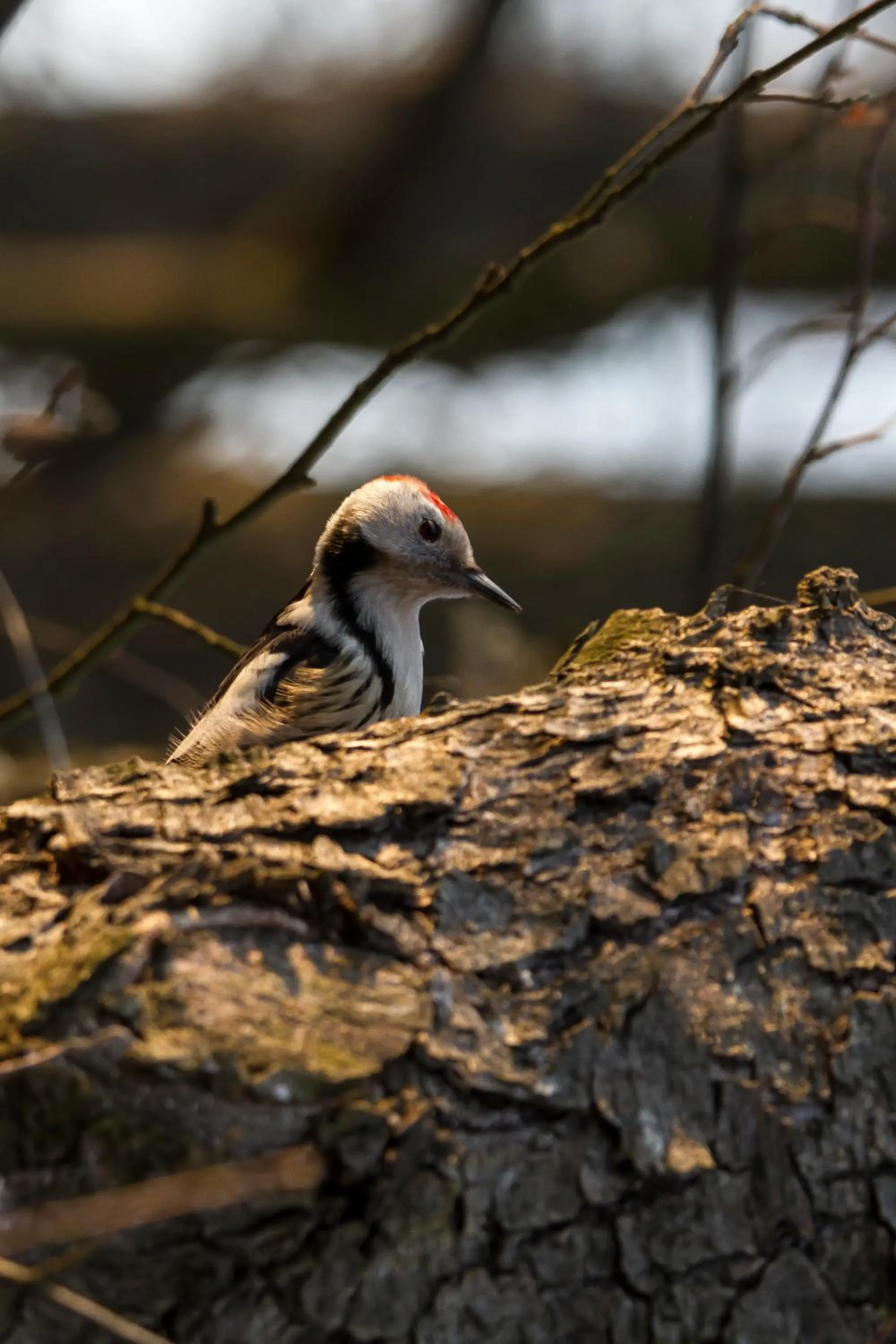 Animals in Cascina Borgofrancone