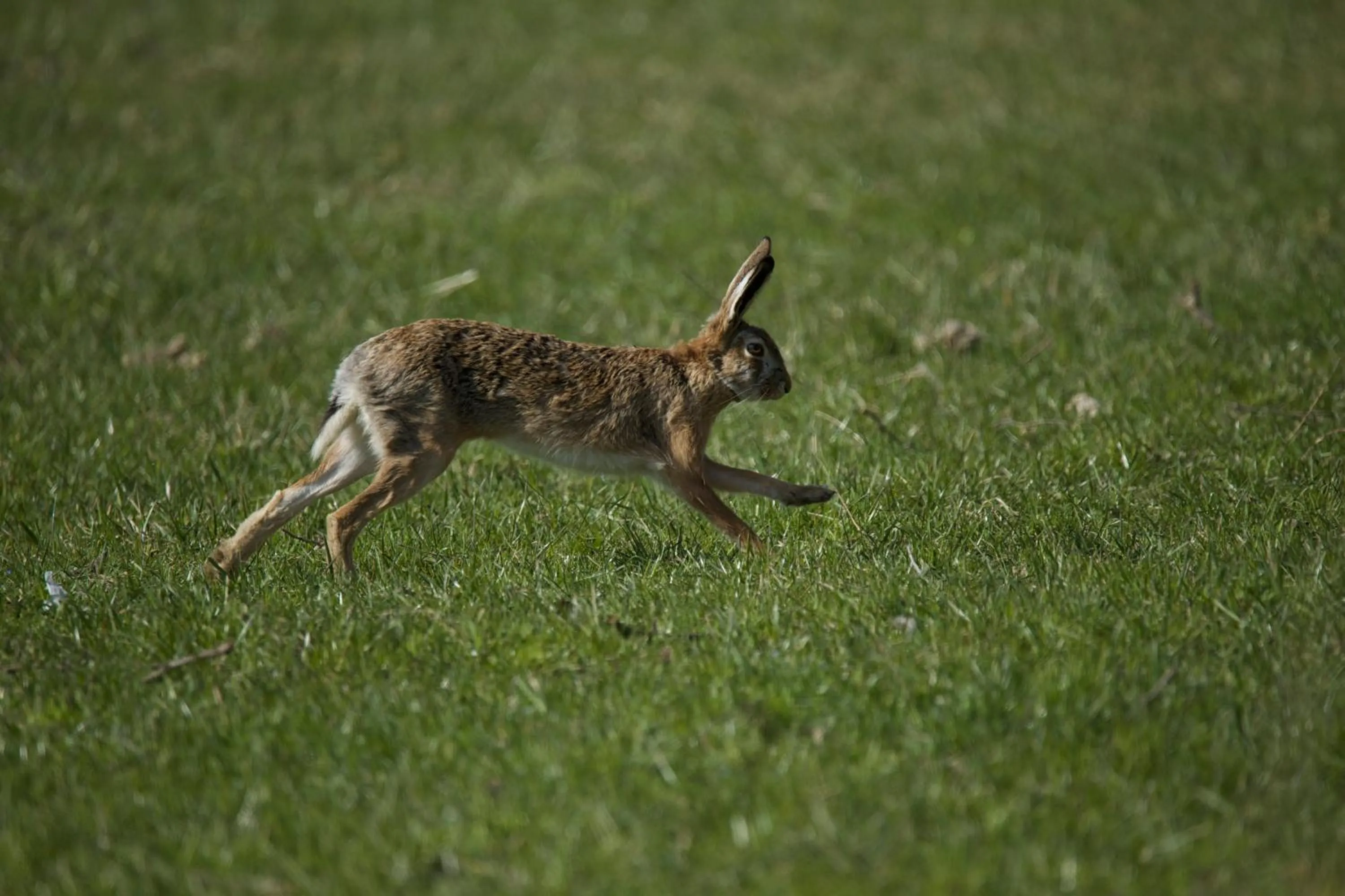 Animals in Cascina Borgofrancone