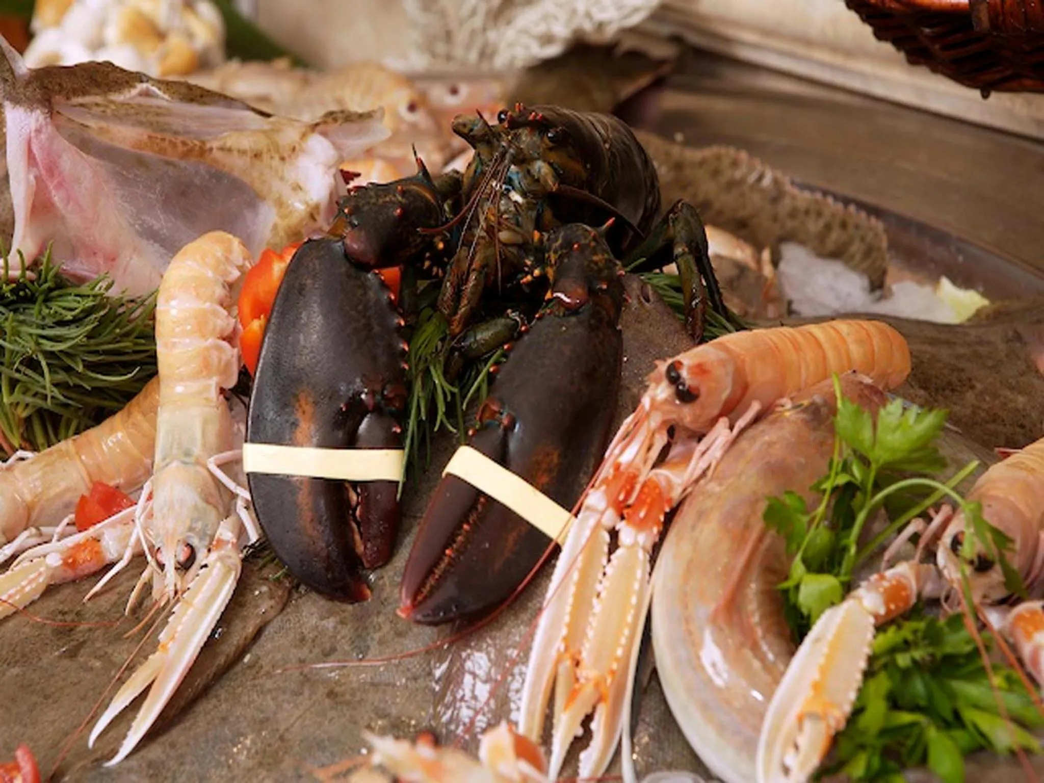 Animals in Hotel Boracay