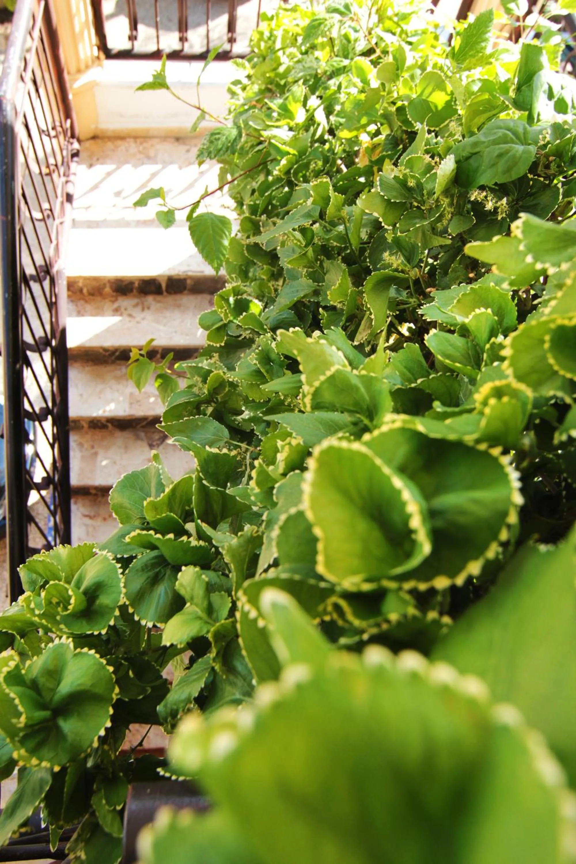 Garden in Aparta-Hotel Villa Baya