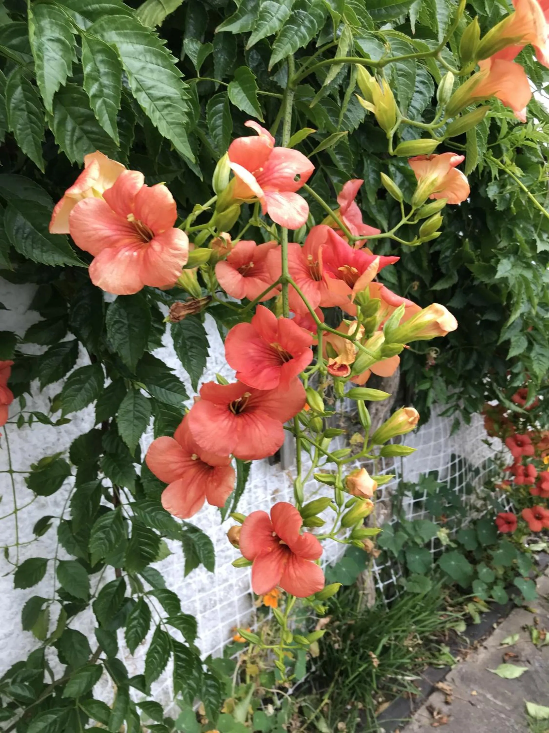 Garden in Shakespeare's View