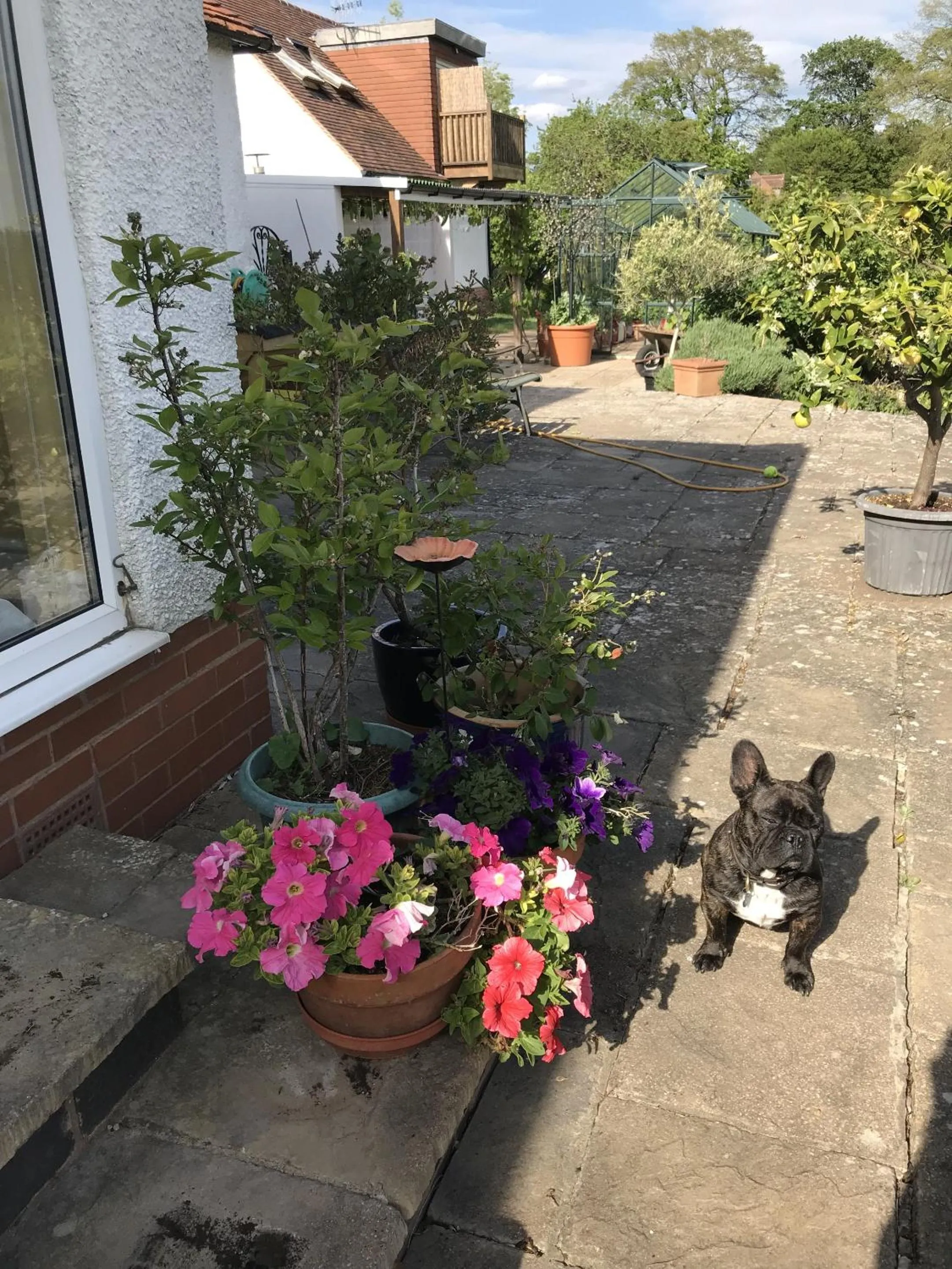 Property building in Shakespeare's View